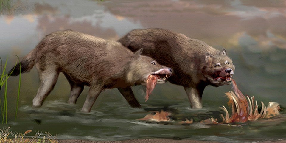 An artist's rendering shared by the National Park Service shows feeding dire wolves thousands of years ago. They ate horses and ground sloths