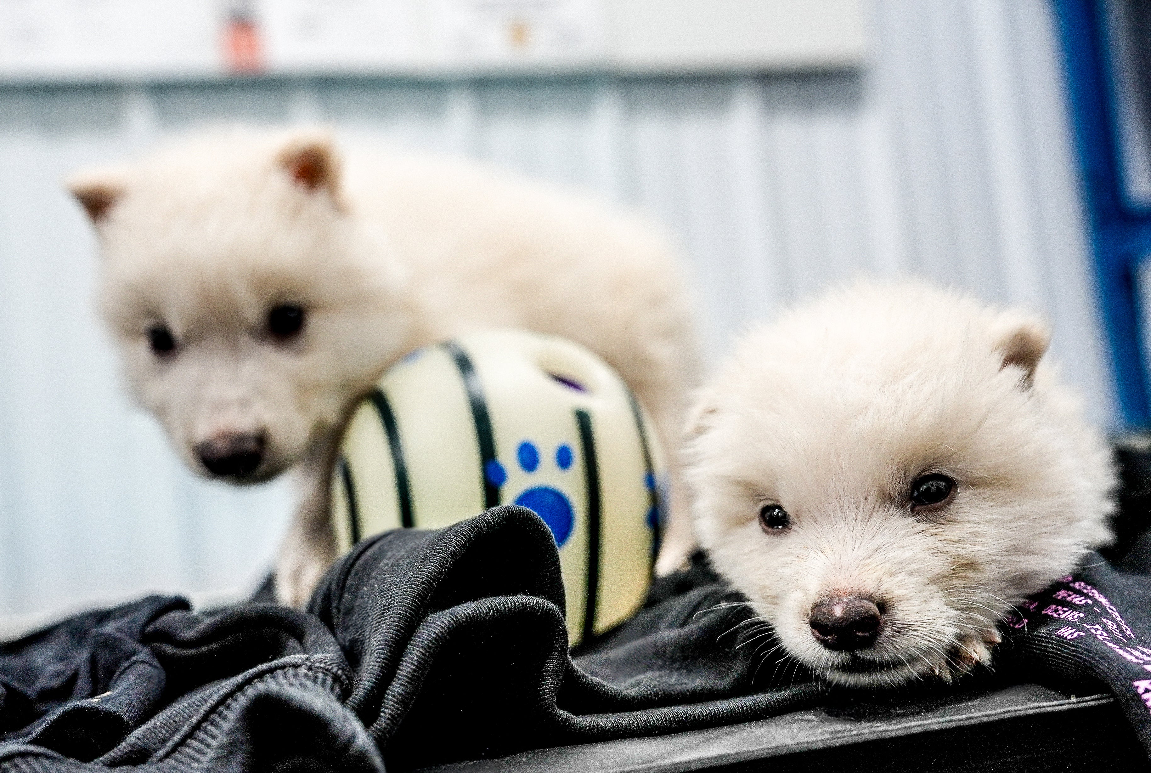 Did biotechnology company Colossal Biosciences just ‘de-extinct’ dire wolves? Co-founded by billionaire Ben Lamm and American geneticist George Church, it just announced the birth of three fluffy, white pups