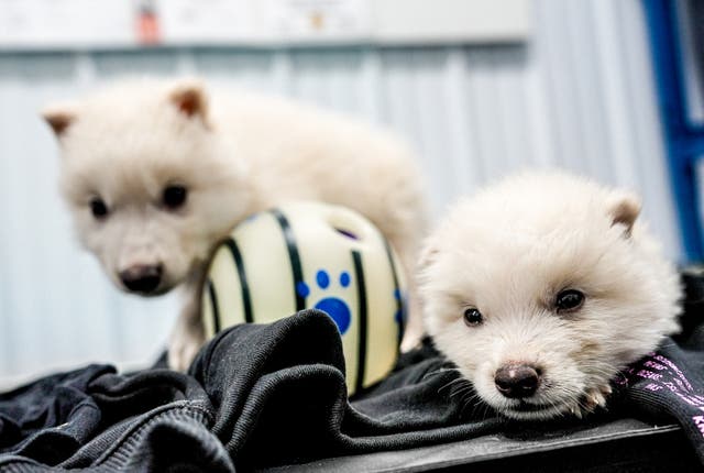 <p>Did biotechnology company Colossal Biosciences just ‘de-extinct’ dire wolves? Co-founded by billionaire Ben Lamm and American geneticist George Church, it just announced the birth of three fluffy, white pups</p>