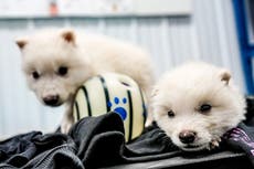 Have dire wolves been brought back from extinction? Not quite