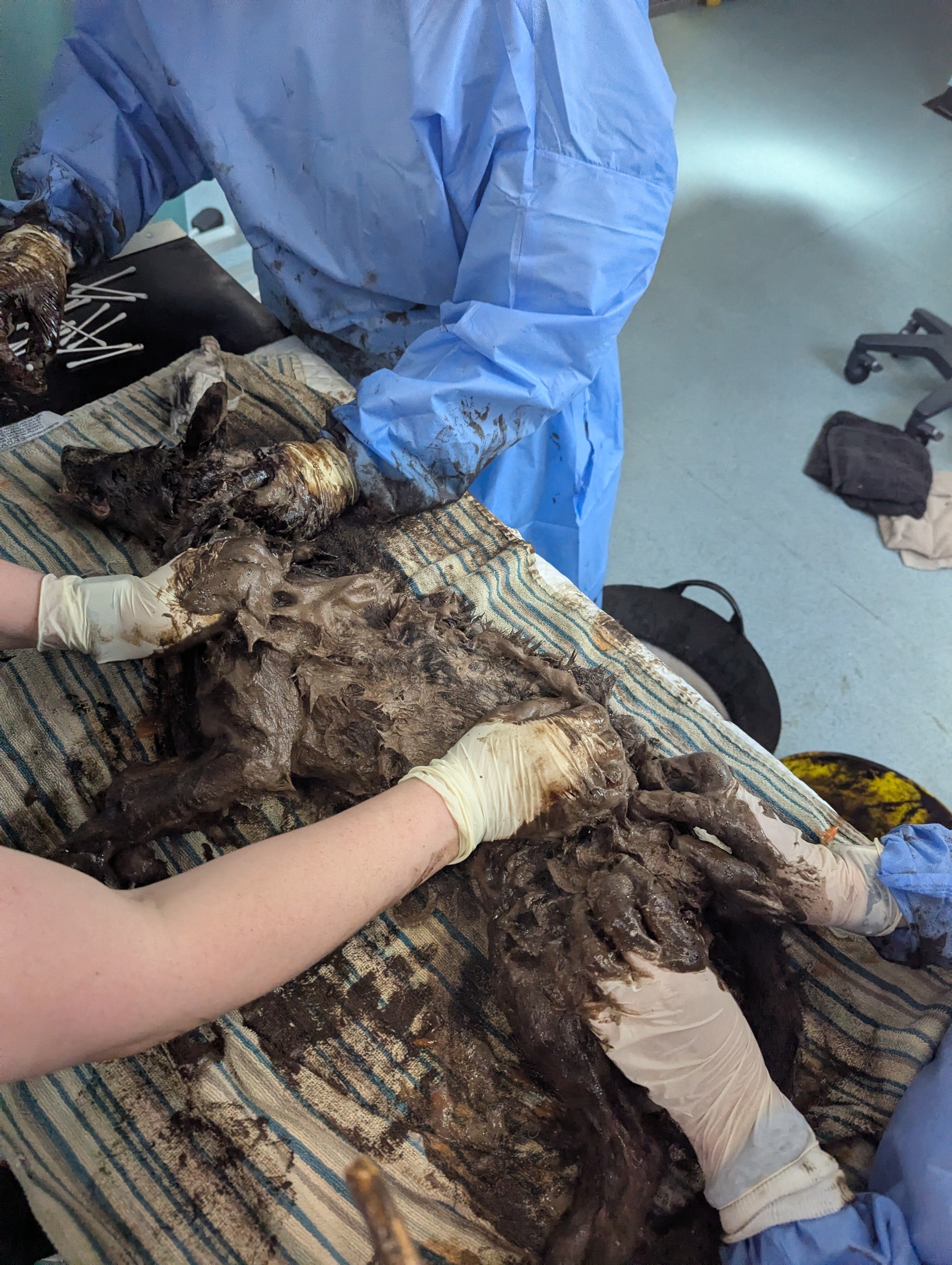 RSPCA staff work to clean the fox