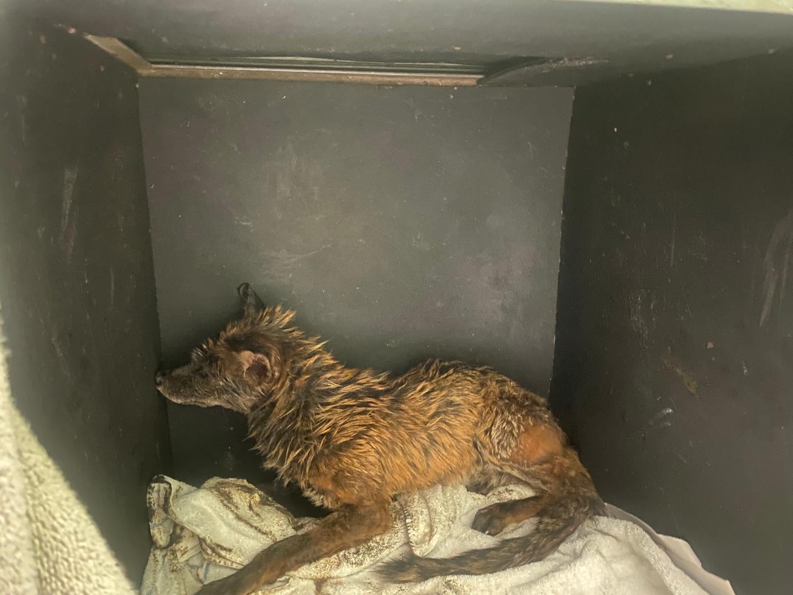 The fox after it was cleaned