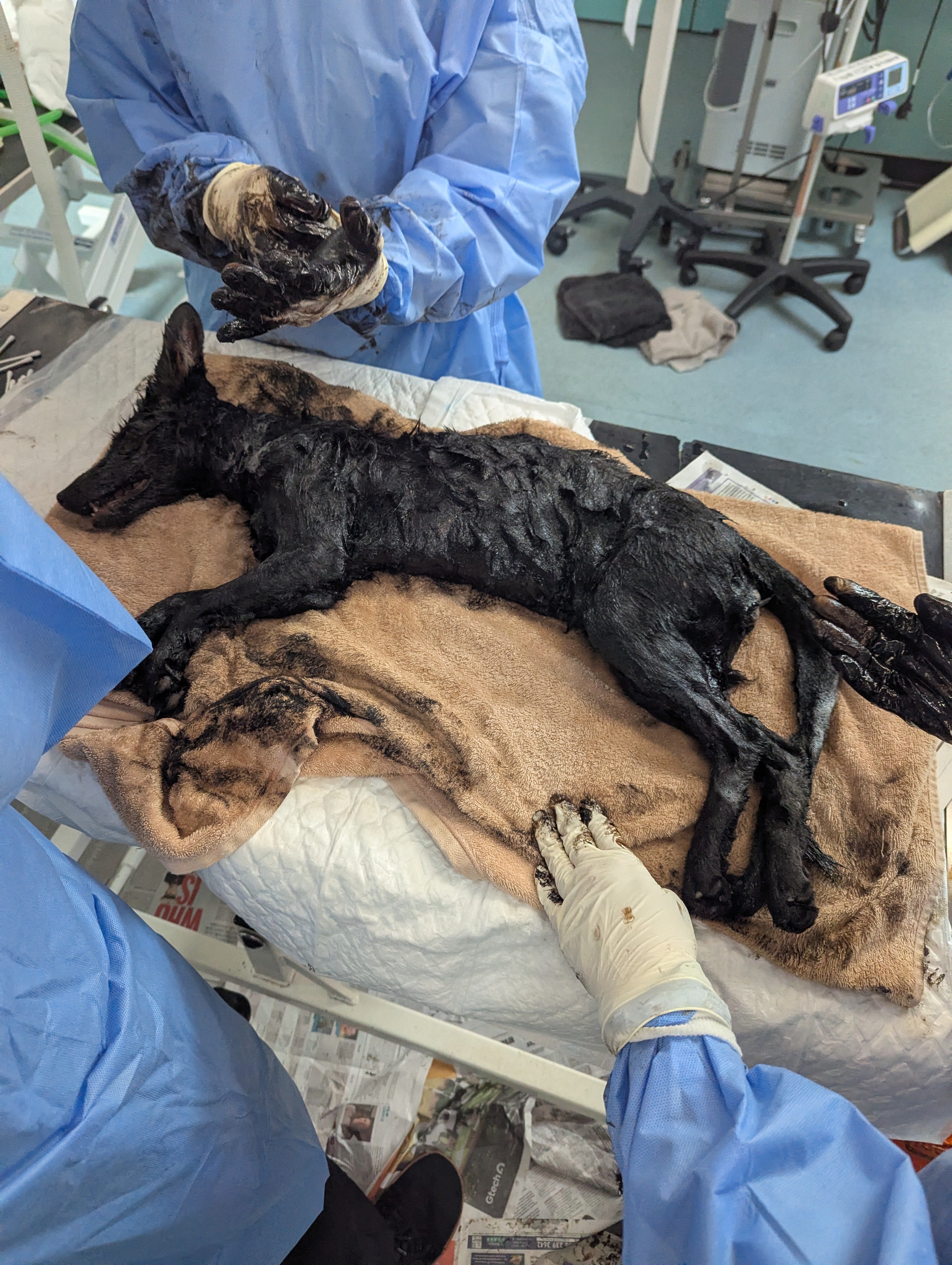 The fox covered in oil