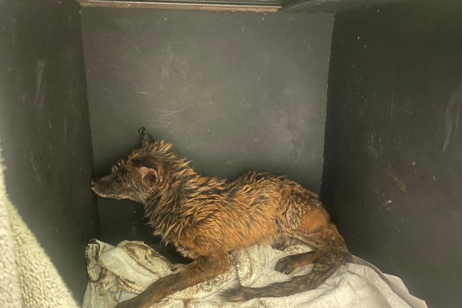 A fox which was found trapped in thick heating oil which had leaked under a derelict building in Leicester (RSPCA/PA)
