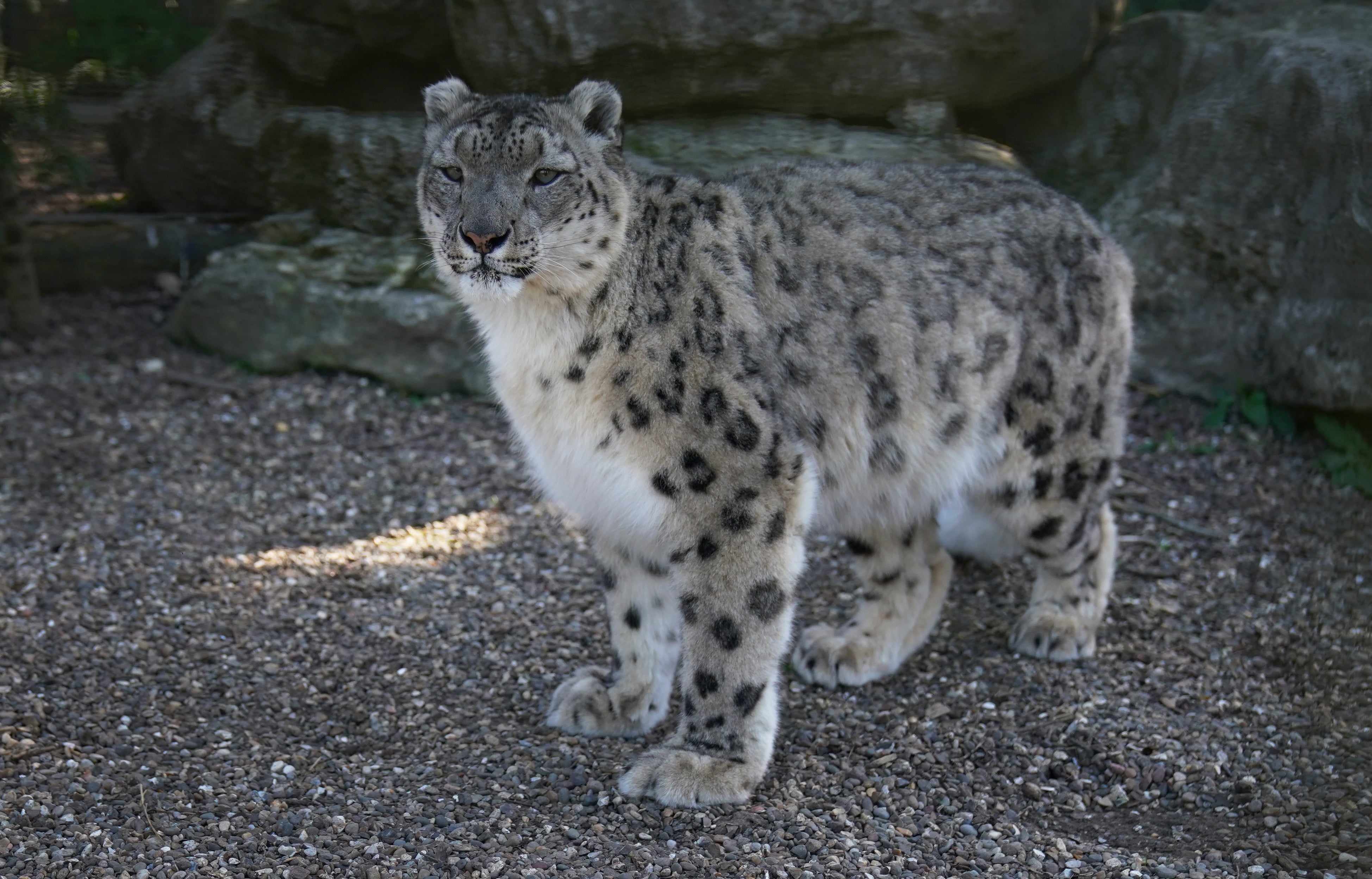 It was Laila’s fourth pregnancy