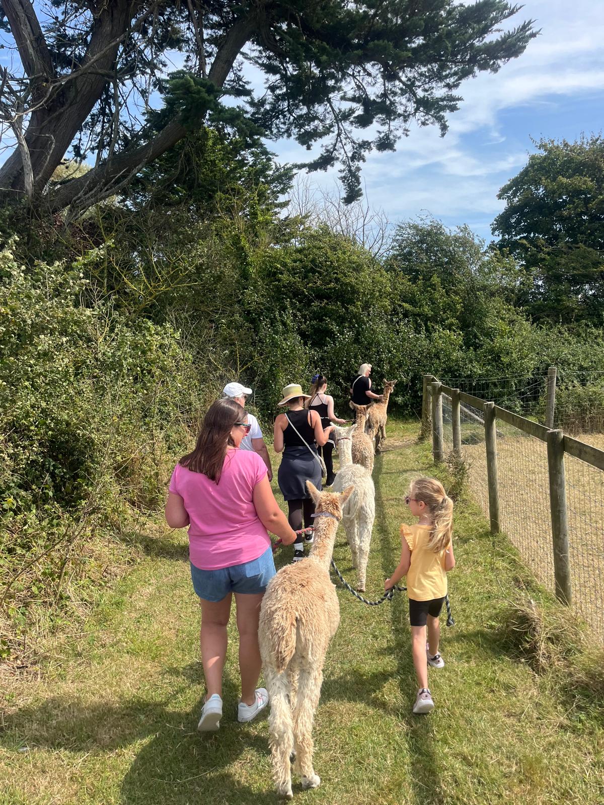 Meet woolly Suri alpacas at West Wight Alpacas