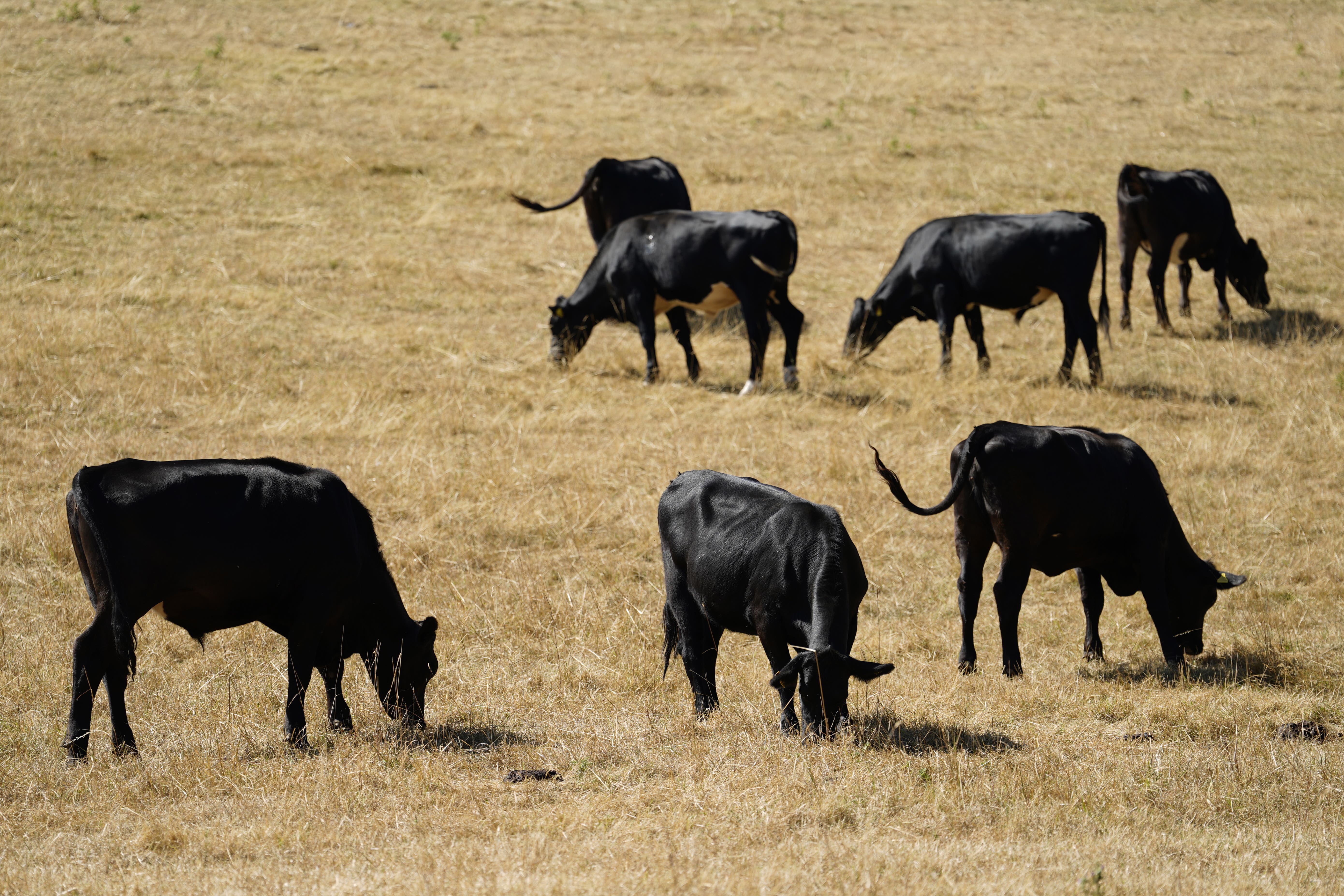 Cows eat grass in a field near to Turville Heath, Buckinghamshire. (Andrew Matthews/PA)