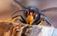 What to do if you see an Asian hornet – as father and son die from stings