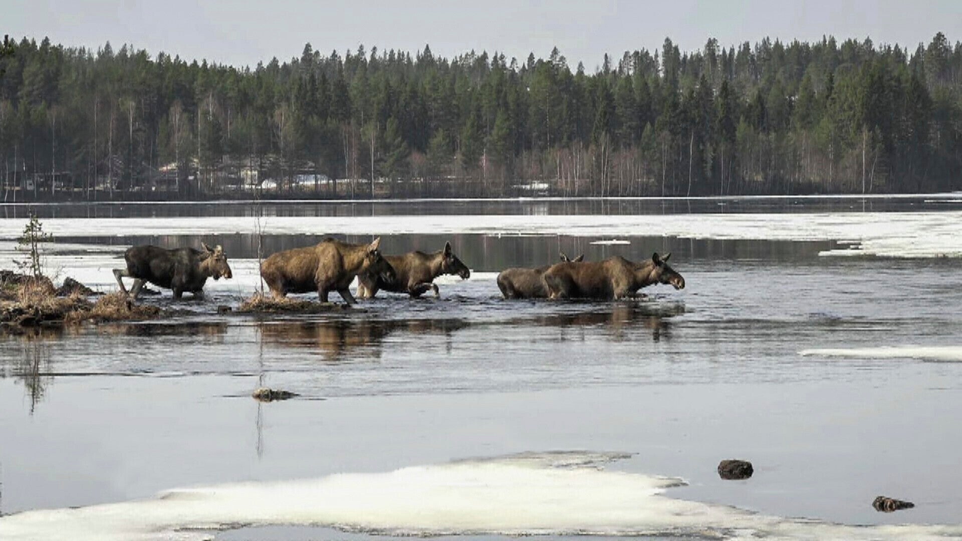Despite their intimidating size, Moose are herbivores which are typically shy and solitary