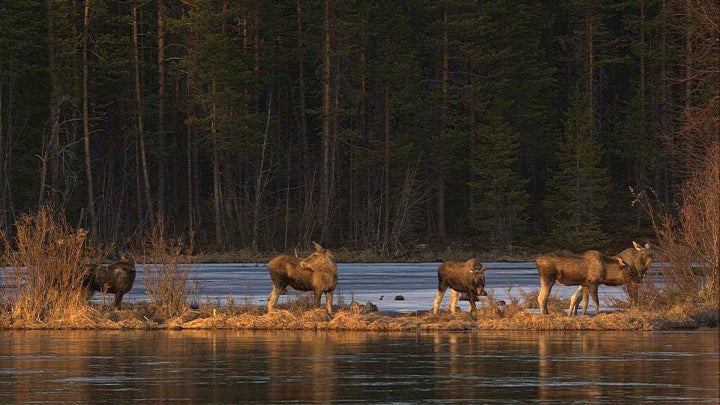 The moose will swim across the Ångerman River, 187 miles northwest of Stockholm, as they begin their annual spring migration