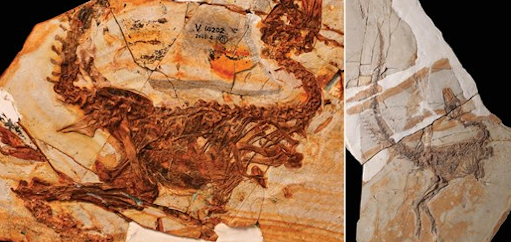 Fossils of two new dinosaur species Huadanosaurus sinensis and Sinosauropteryx lingyuanensis