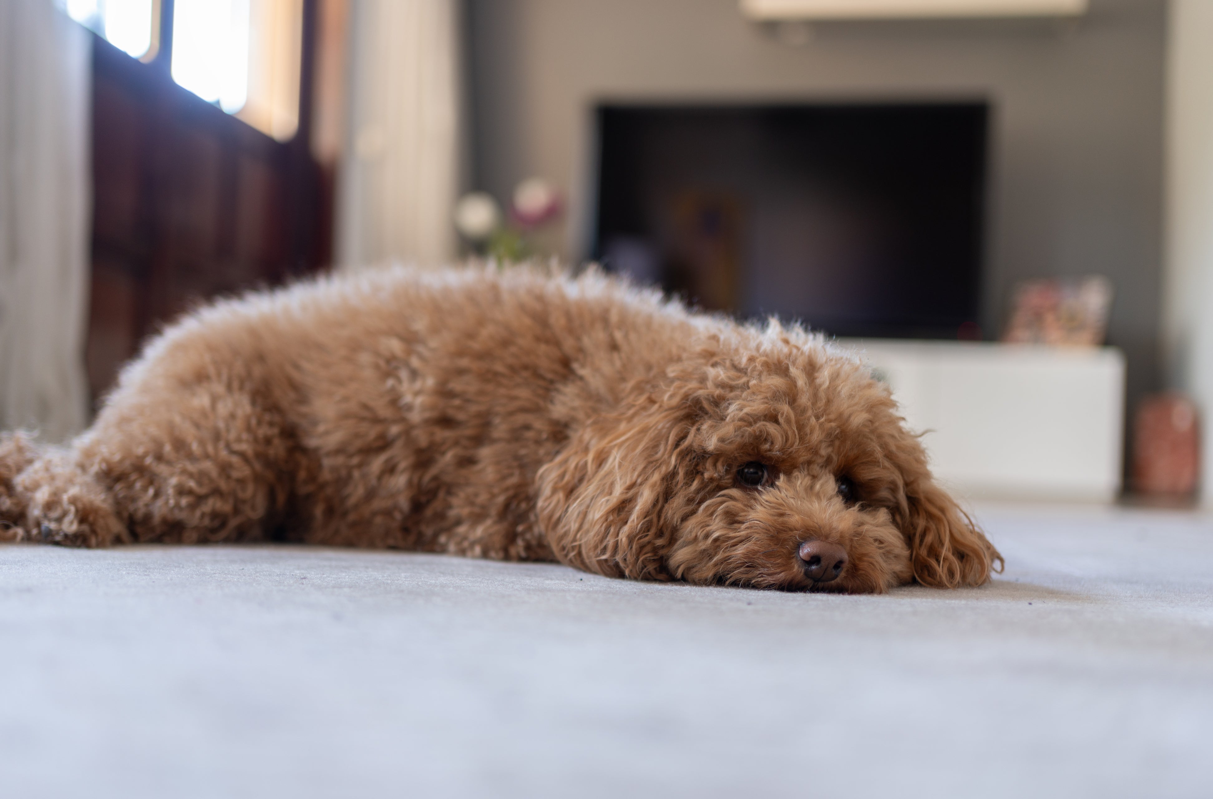 A Connecticut poodle dog was reportedly injured after attending a pet groomers earlier this month (stock image)