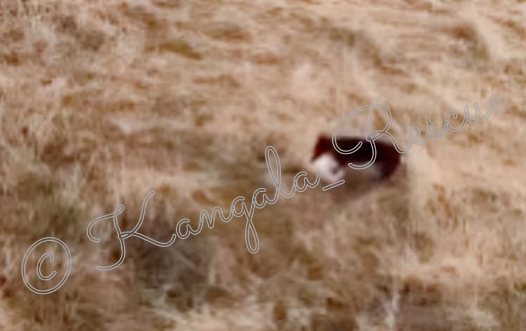 New sighting of Valerie, the dachshund missing in Australian wilderness island for 500 days