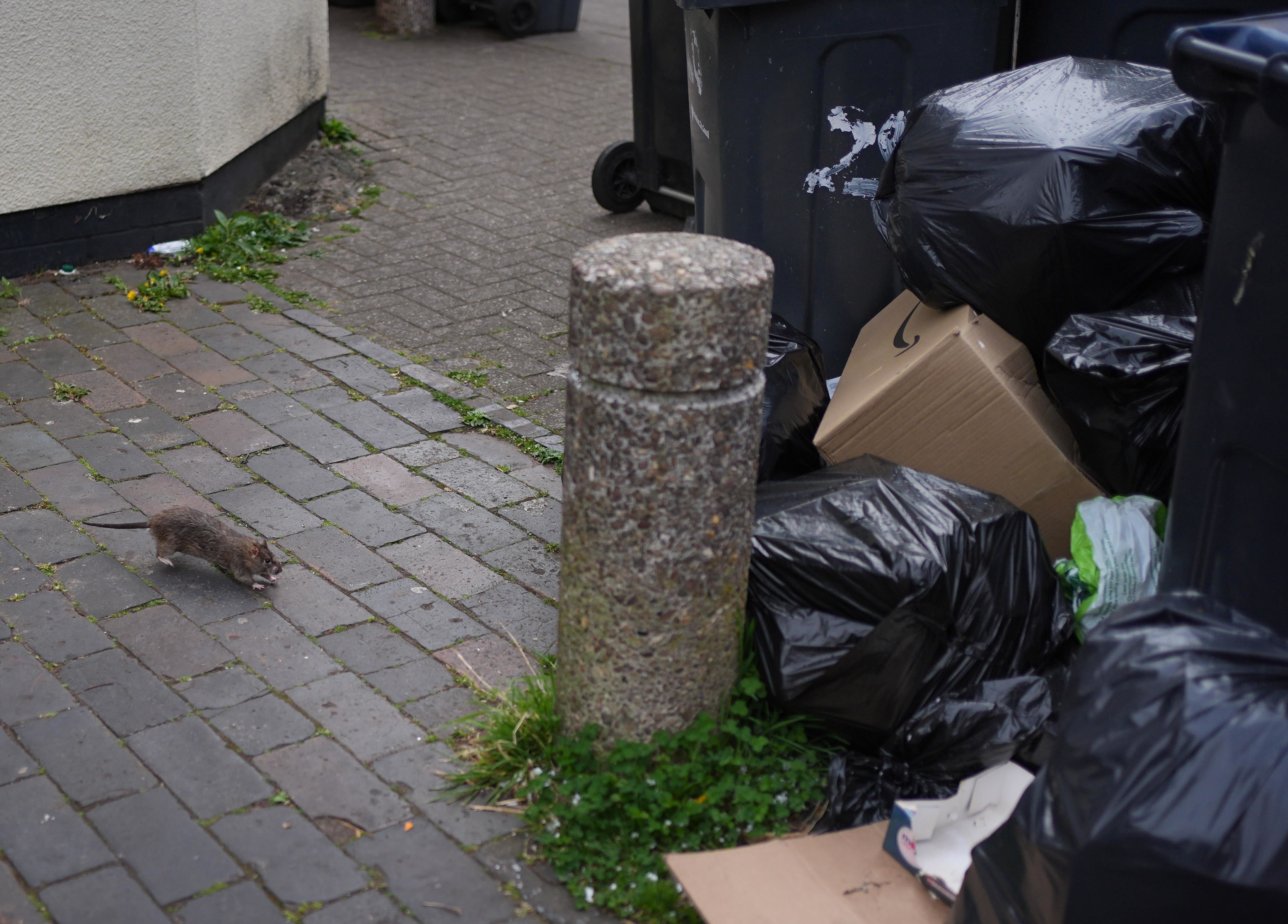 Rats have been seen around the piles of bin bags in Birmingham