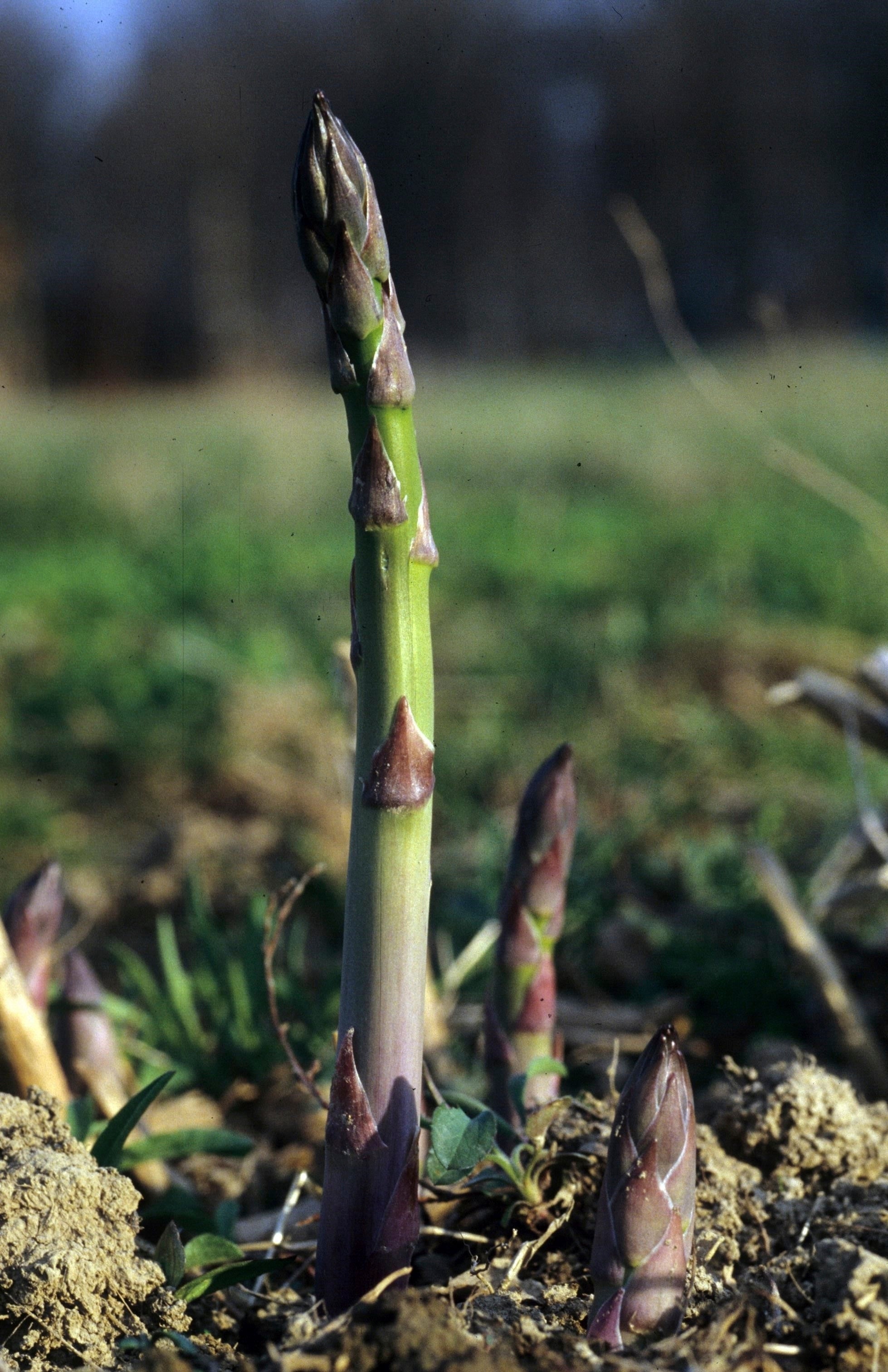 Gardening - Asparagus