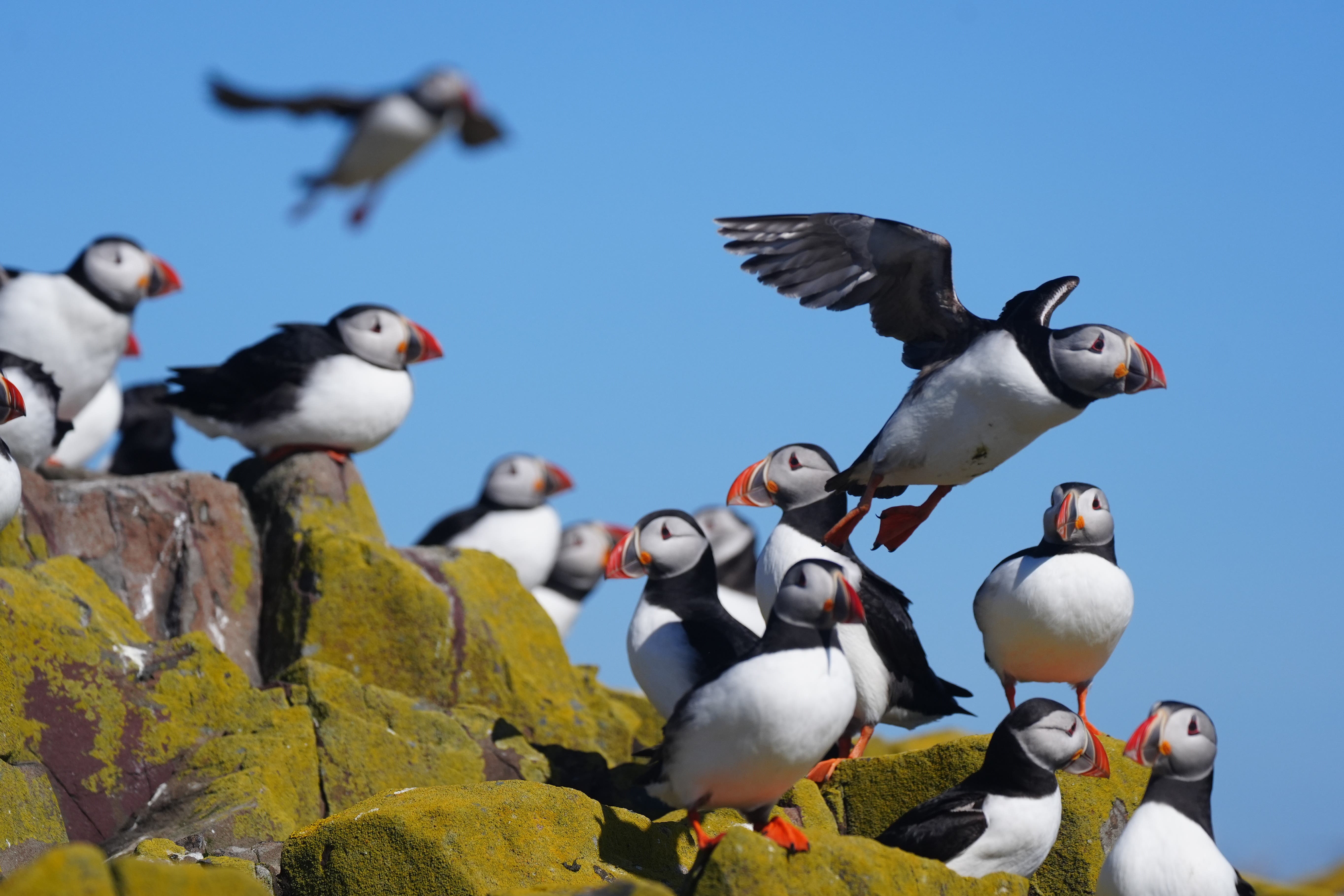 Scotland’s seabird populations are continuing to fall but some species are showing signs of recovery (Owen Humphreys/PA)