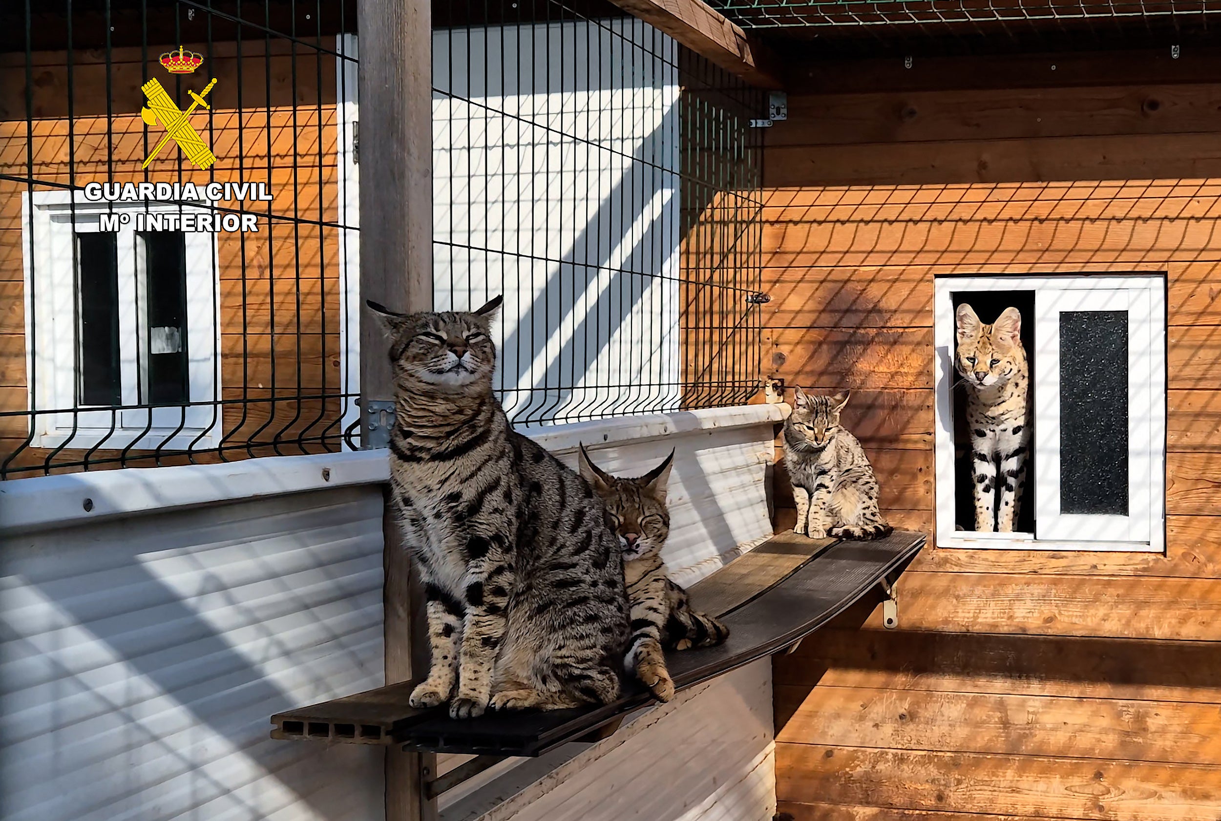 Several exotic felines can be seen at the facility in footage released by the Guardia Civil
