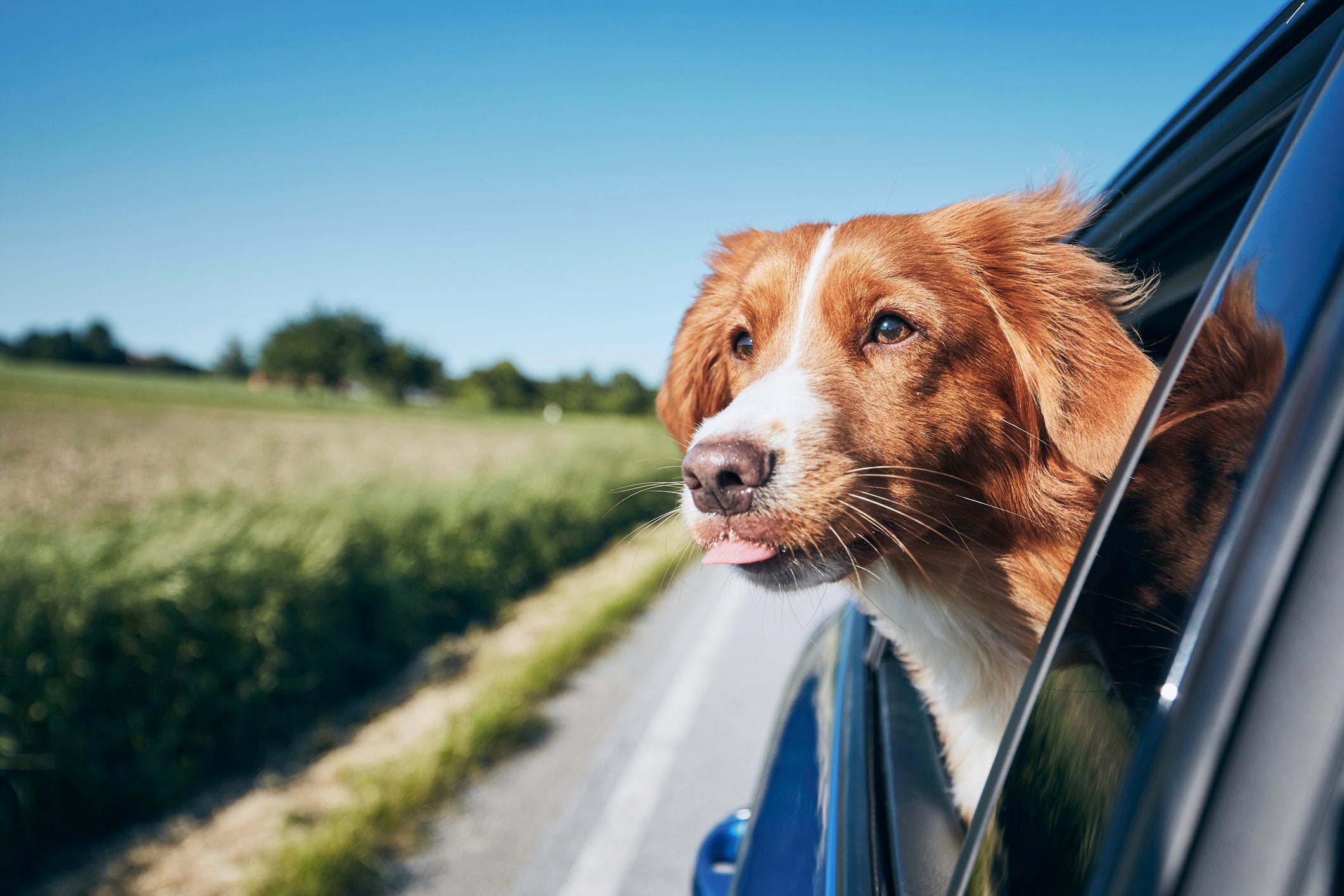 Planning a drive with pets this weekend? Here’s what you need to know