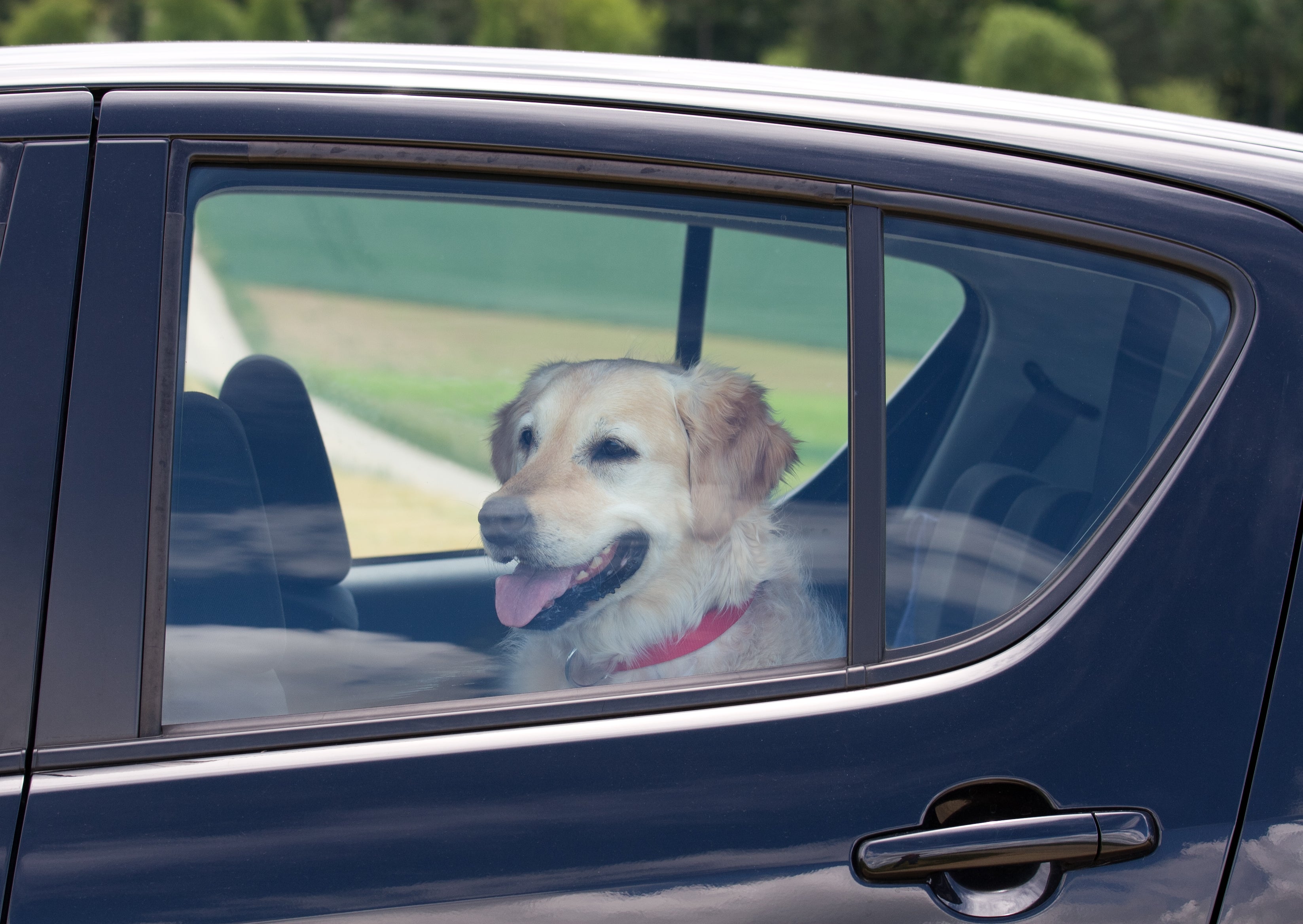 Planning a drive with pets this weekend? Here’s what you need to know