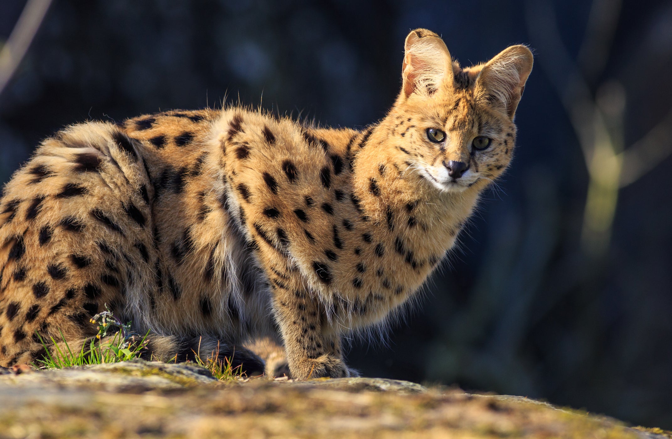 Servals were one of the main wildcat breeds found by police
