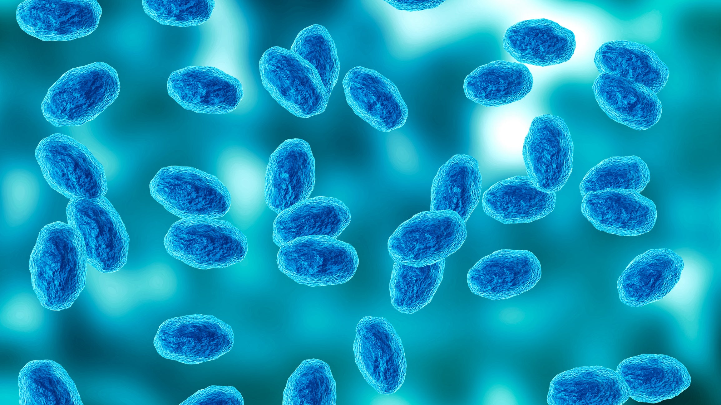 A colony of the Bordetella pertussis bacterium that causes pertussis