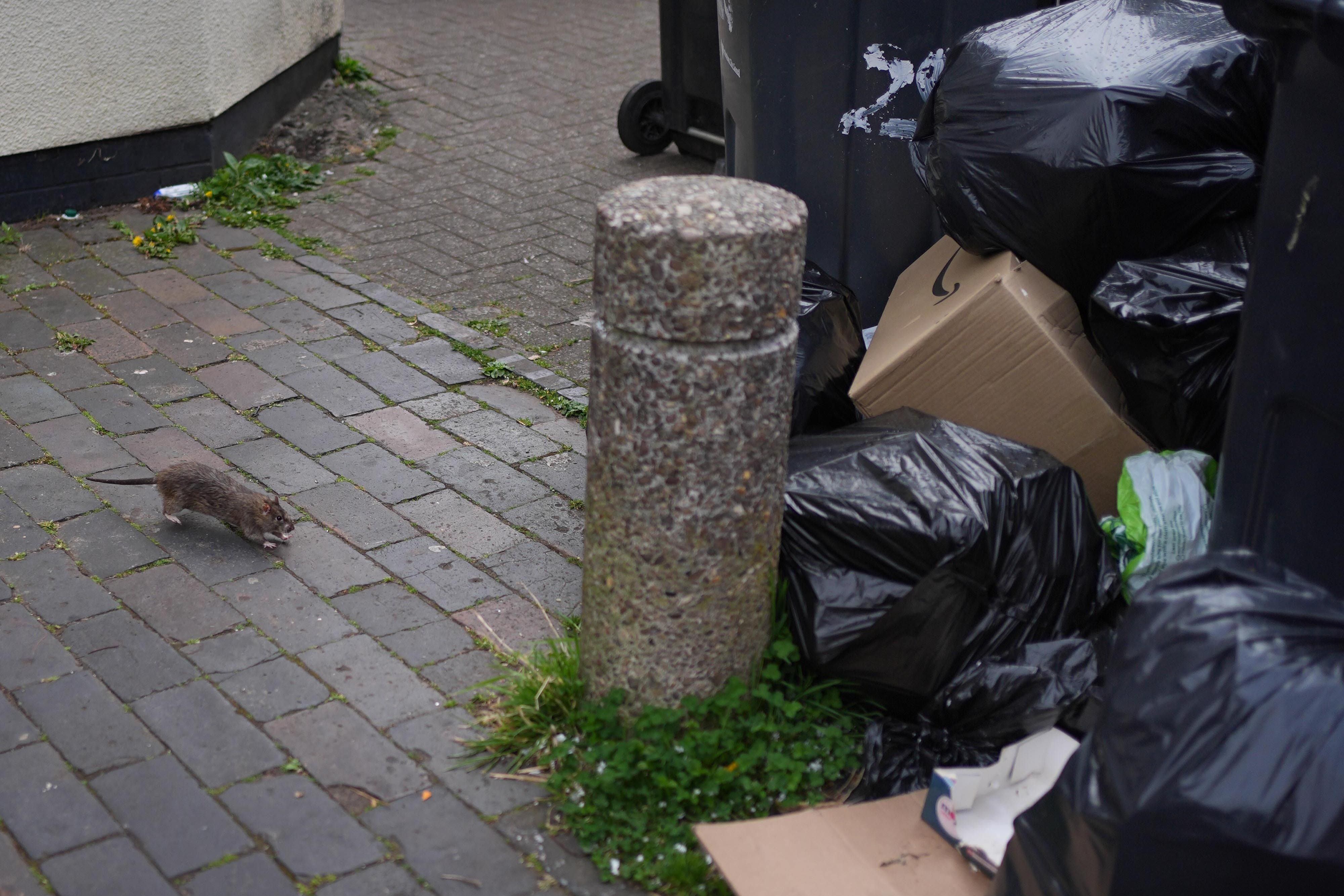 A rat runs towards rubbish bags in Poplar Road in Birmingham (Jacob King/PA)