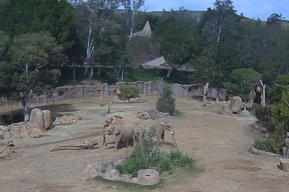 A herd of elephants at San Diego Zoo Safari Park in California, US formed a circle to protect its young after an earthquake struck the city (San Diego Zoo Safari Park/PA)