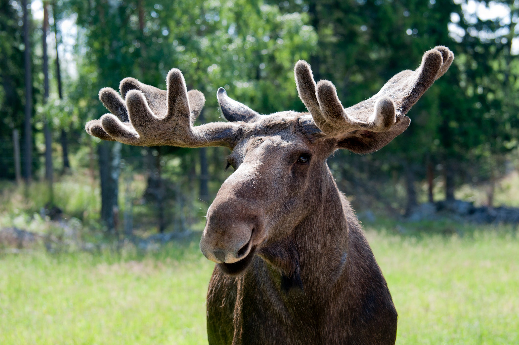 Sweden is home to around 300,000 moose