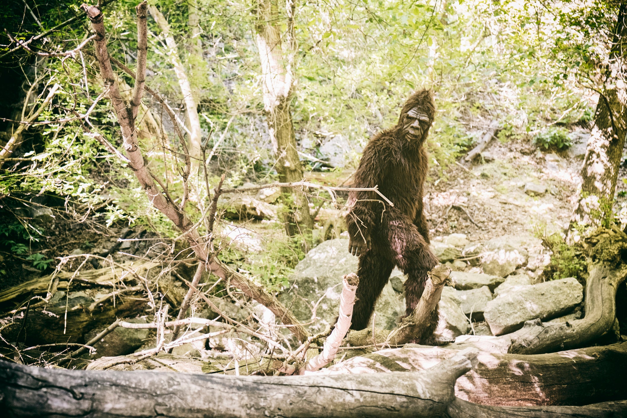 A proposal in California would name Bigfoot the state’s official cryptid — a creature that has never been proven to exist