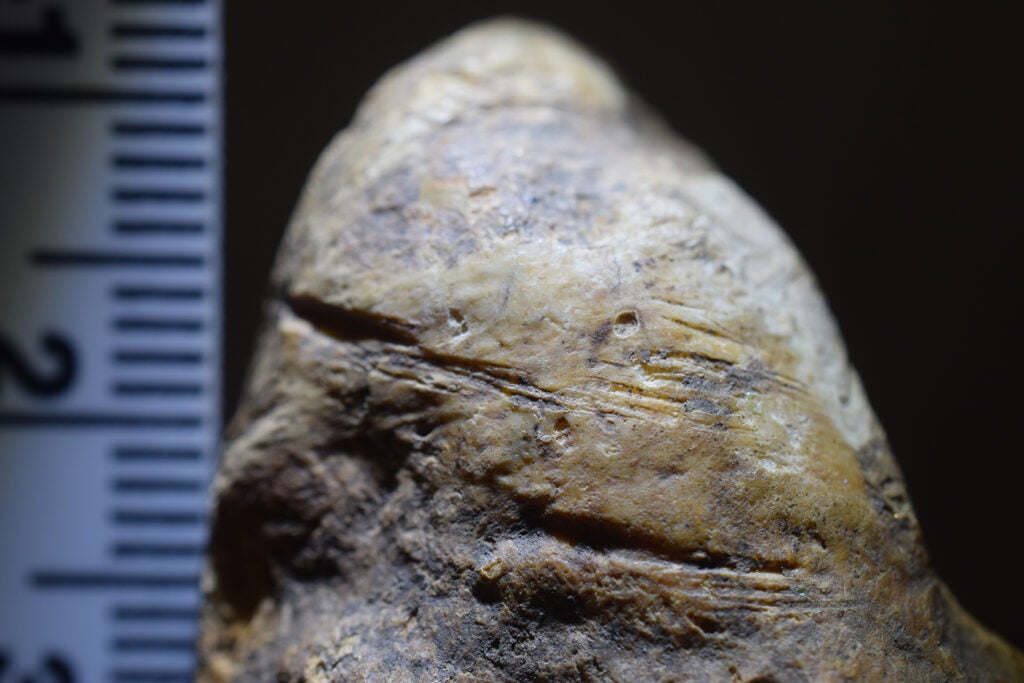 Close-up of a cut-marked bone from Grăunceanu, Romania