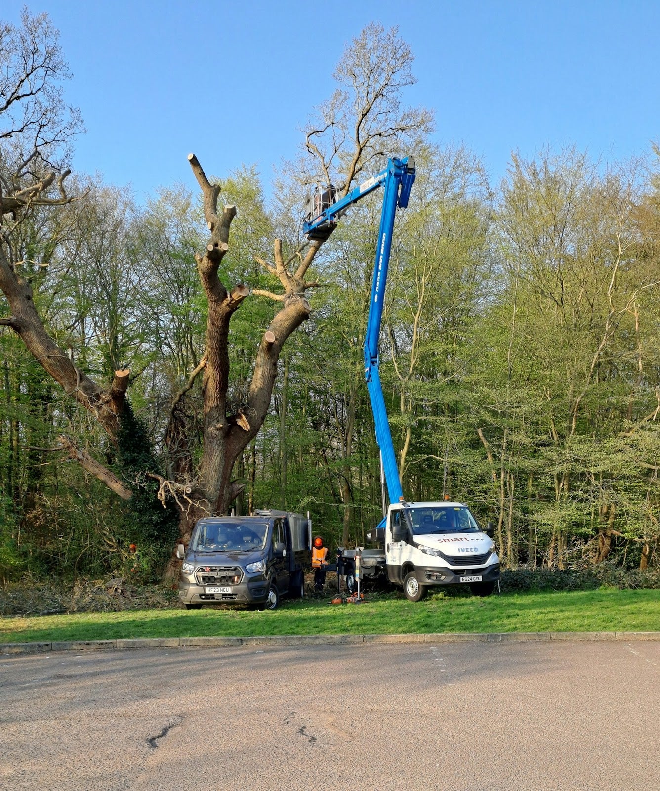The tree is a pedunculate oak with a girth of 6.1m