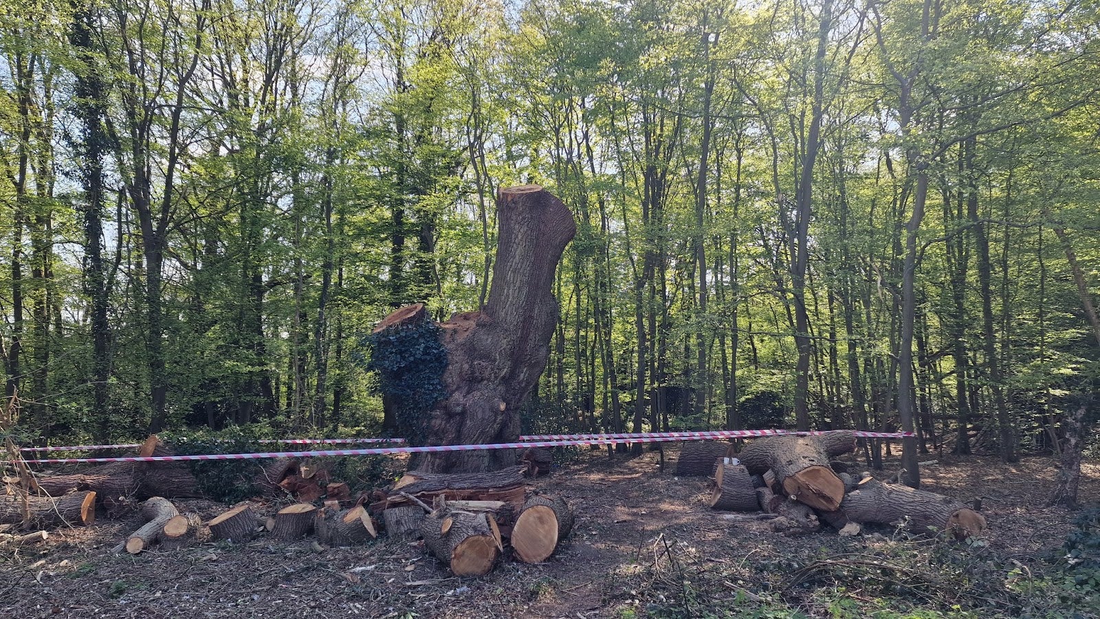 An ancient oak tree has been felled in Whitewebbs Wood