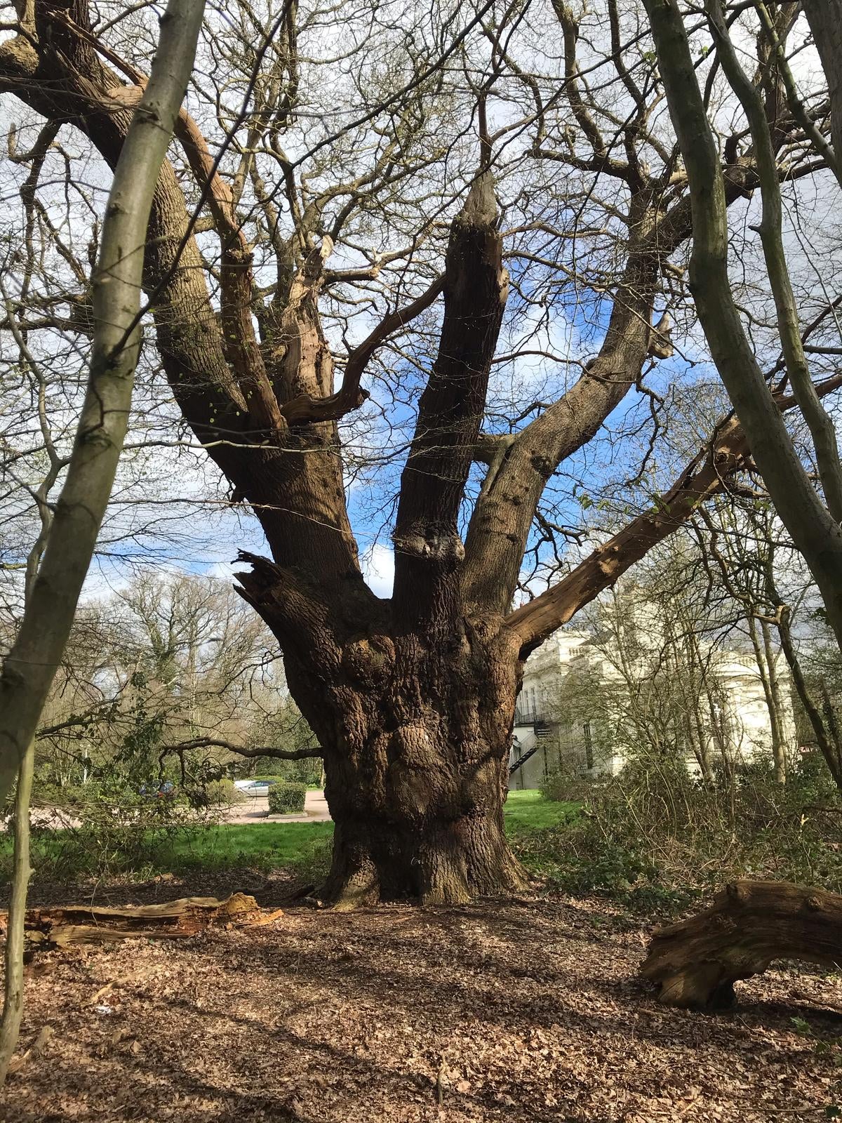 The 300 to 500-year-old ancient oak before it was cut down
