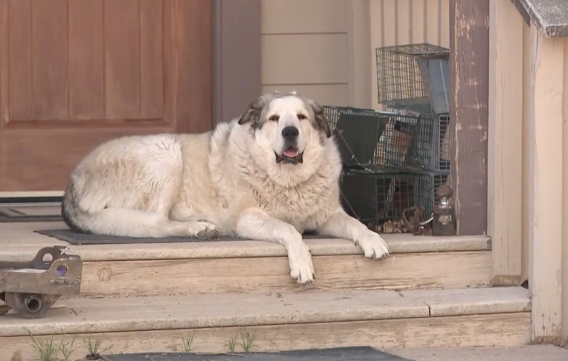 Buford, an Anatolian Pyrenees belonging to rancher Scotty Dunton, guided a lost two-year-old boy to safety after the toddler spent a full night in the Arizona wilderness