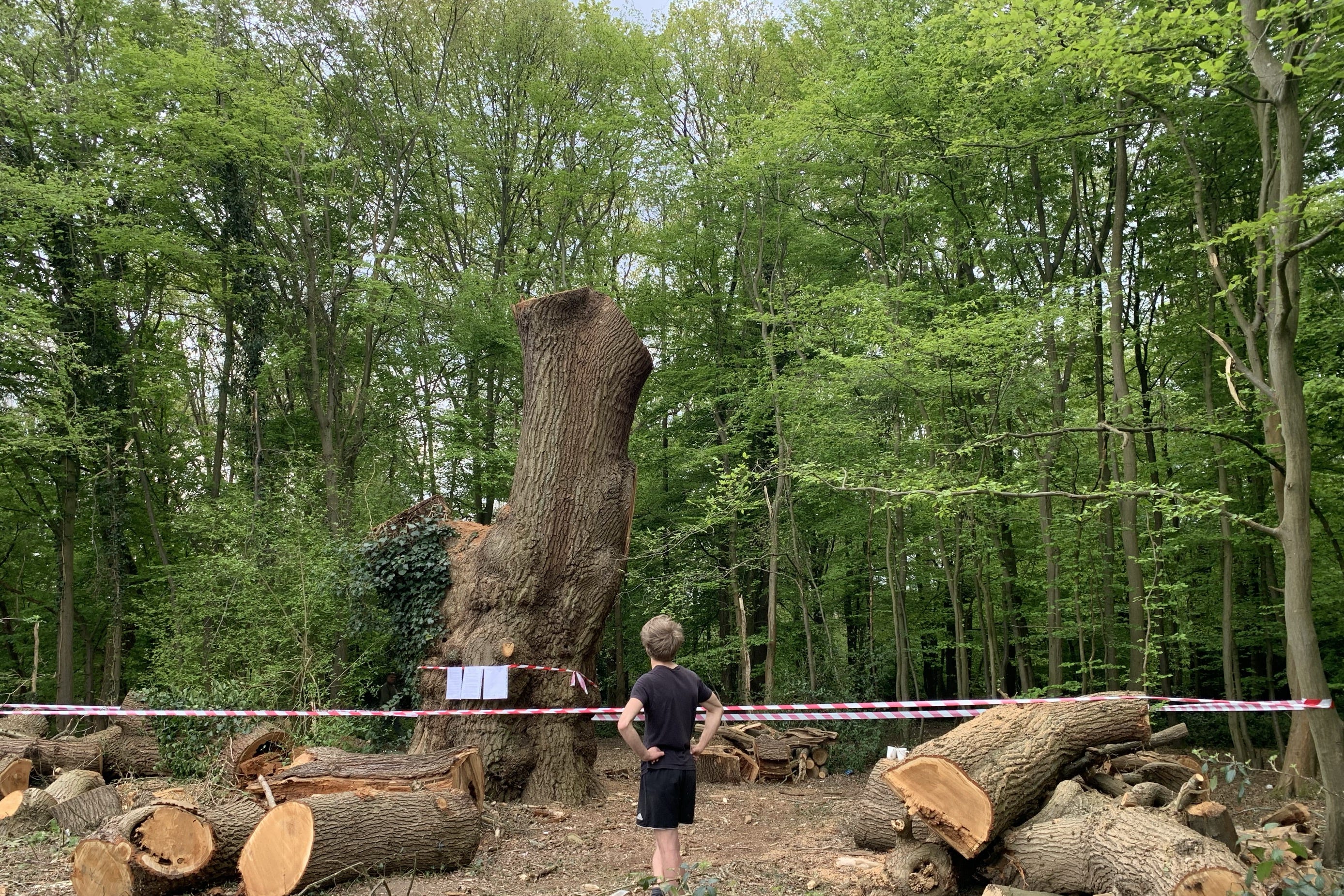 The tree was chopped down because of safety concerns, the pub chain said (Adam Cormack/Woodland Trust/PA)