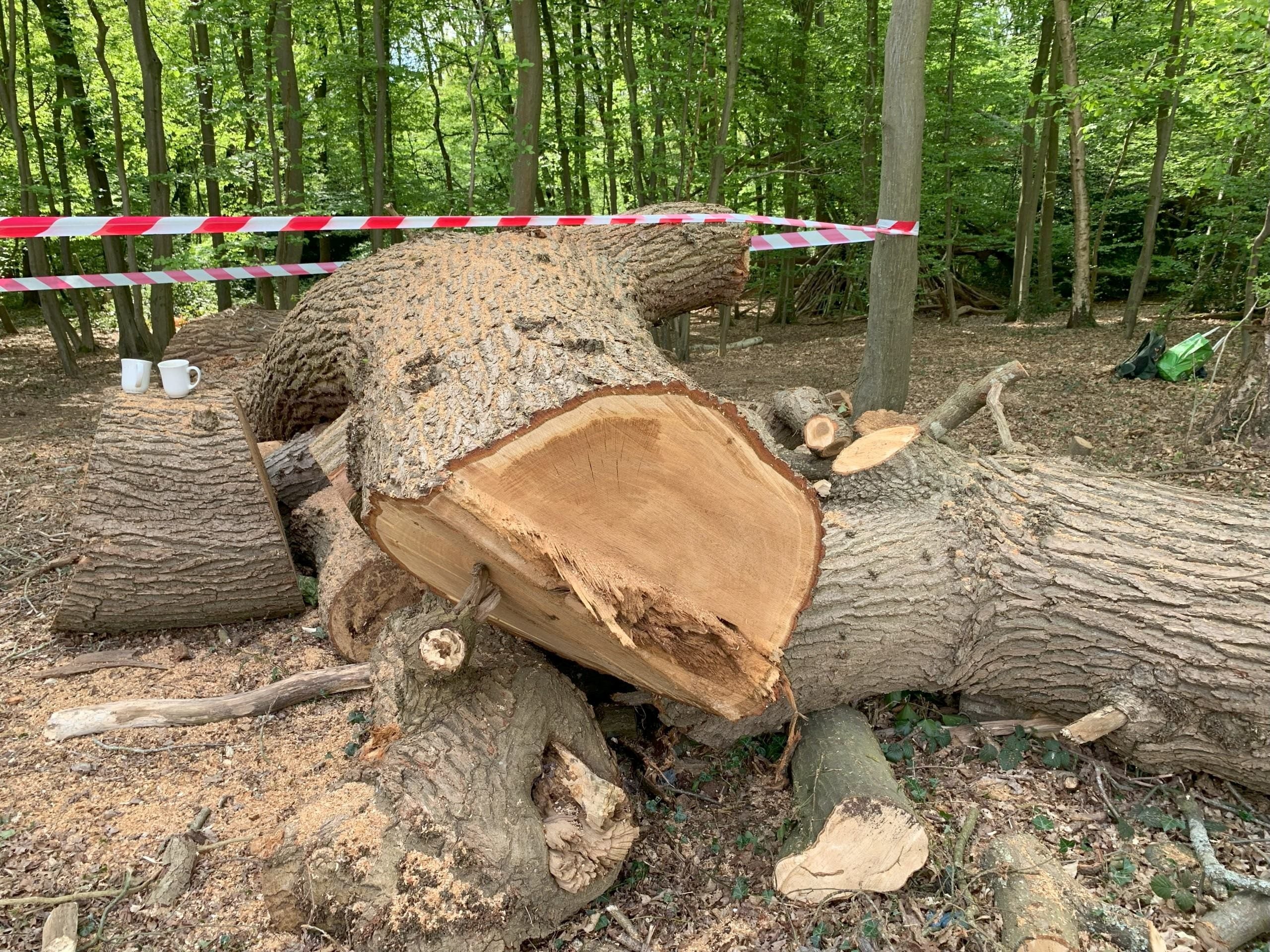 The felling prompted widespread public anger