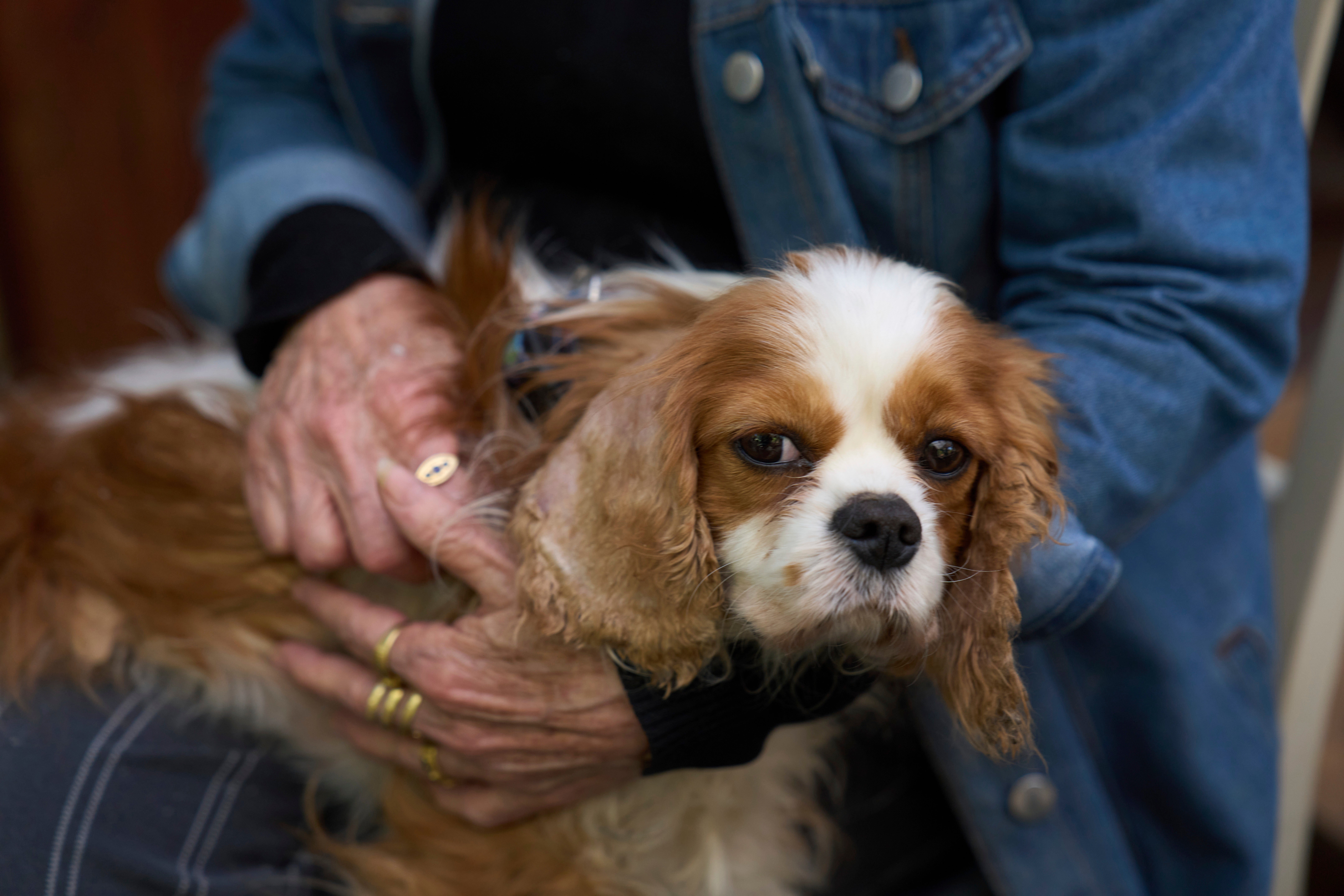Israel Gaza Dog Rescue