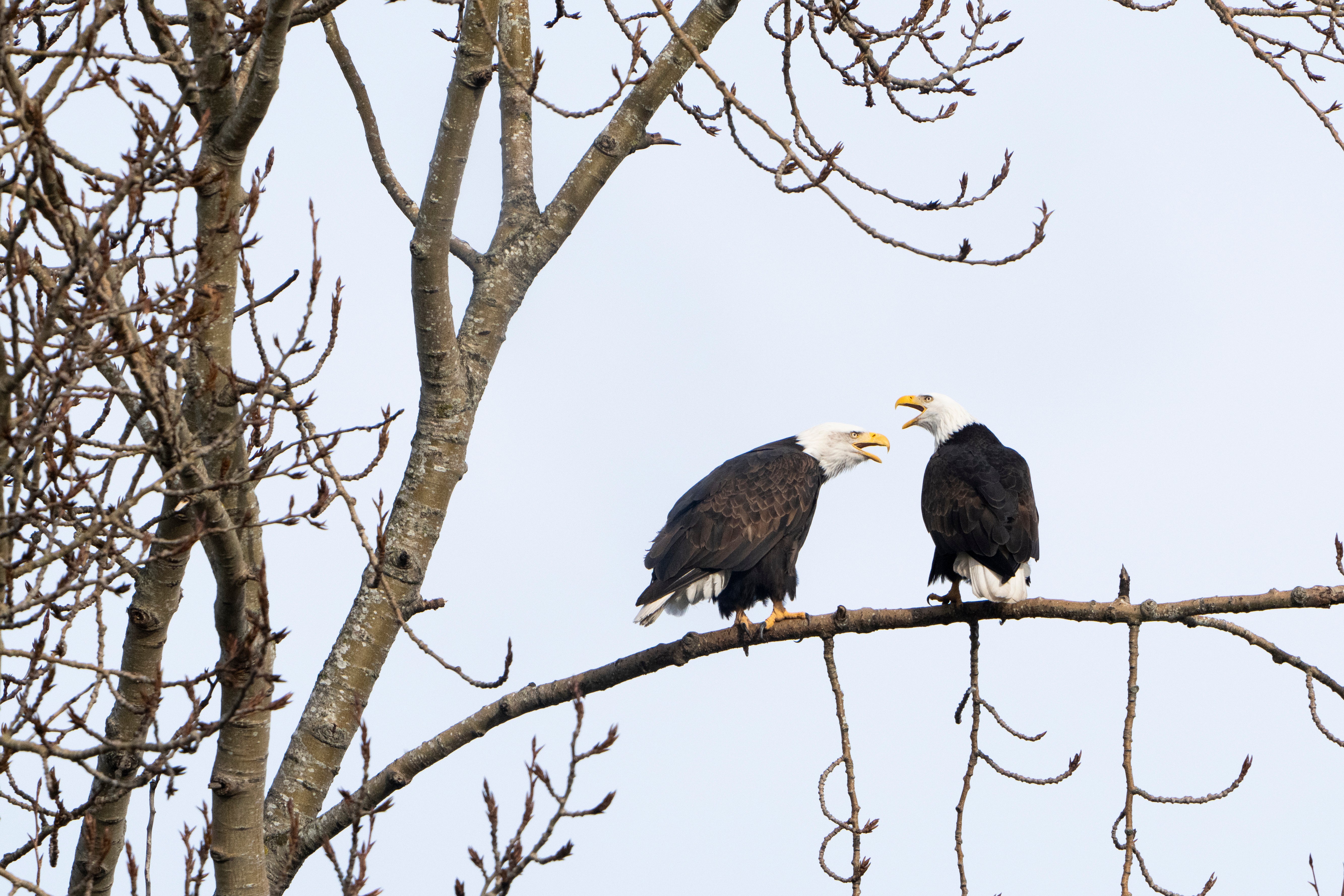 Trump Climate Endangered Species