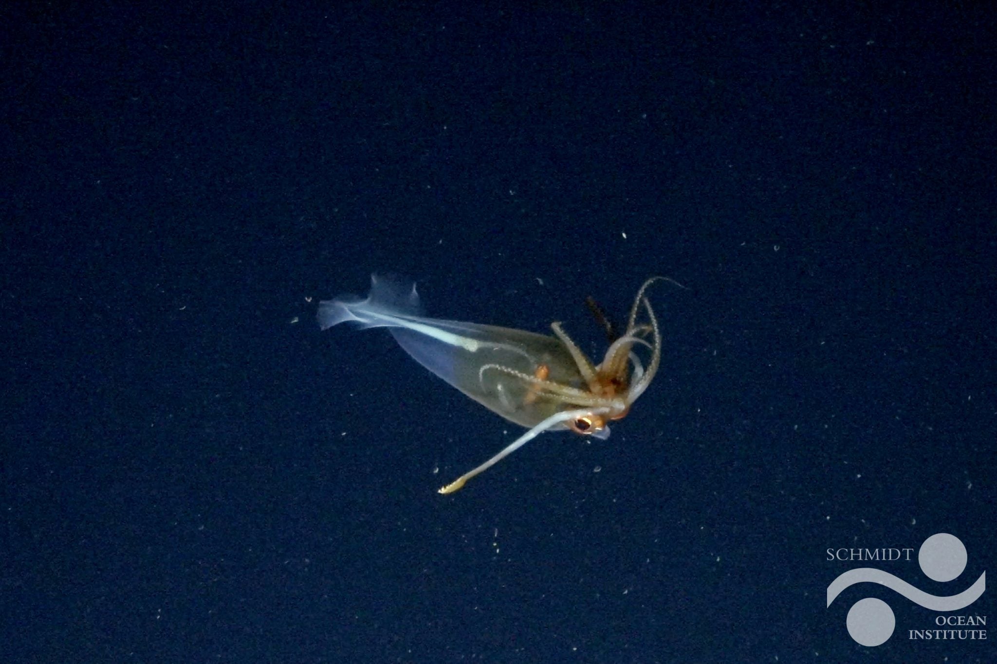 First confirmed footage of the glacial glass squid, Galiteuthis glacialis