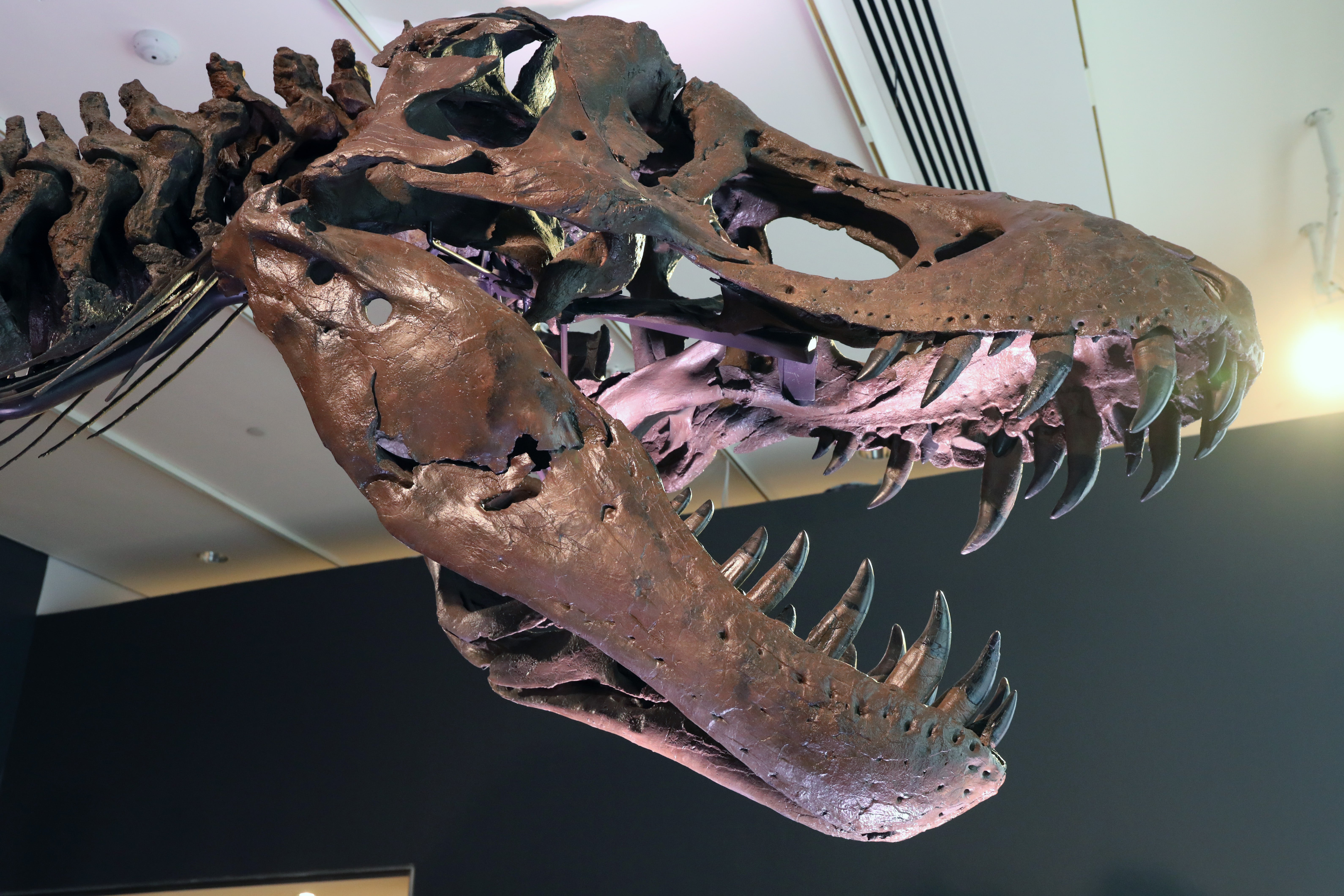 Tyrannosaurus Rex dinosaur fossil skeleton is displayed in a gallery at Christie’s auction house
