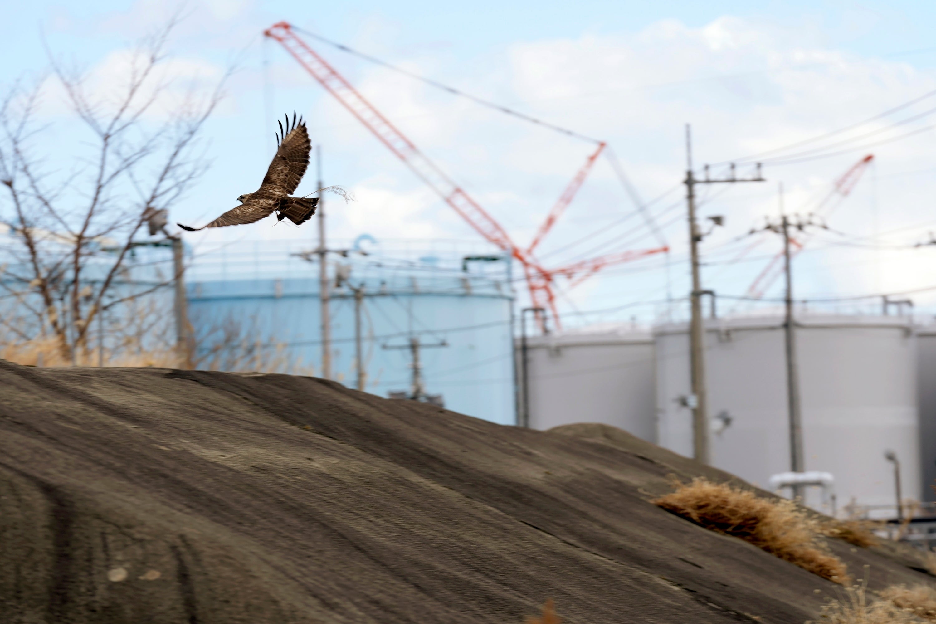 A bird flies within the premises of the Fukushima Daiichi nuclear power plant in Futaba town, northeastern Japan on 20 February 2025