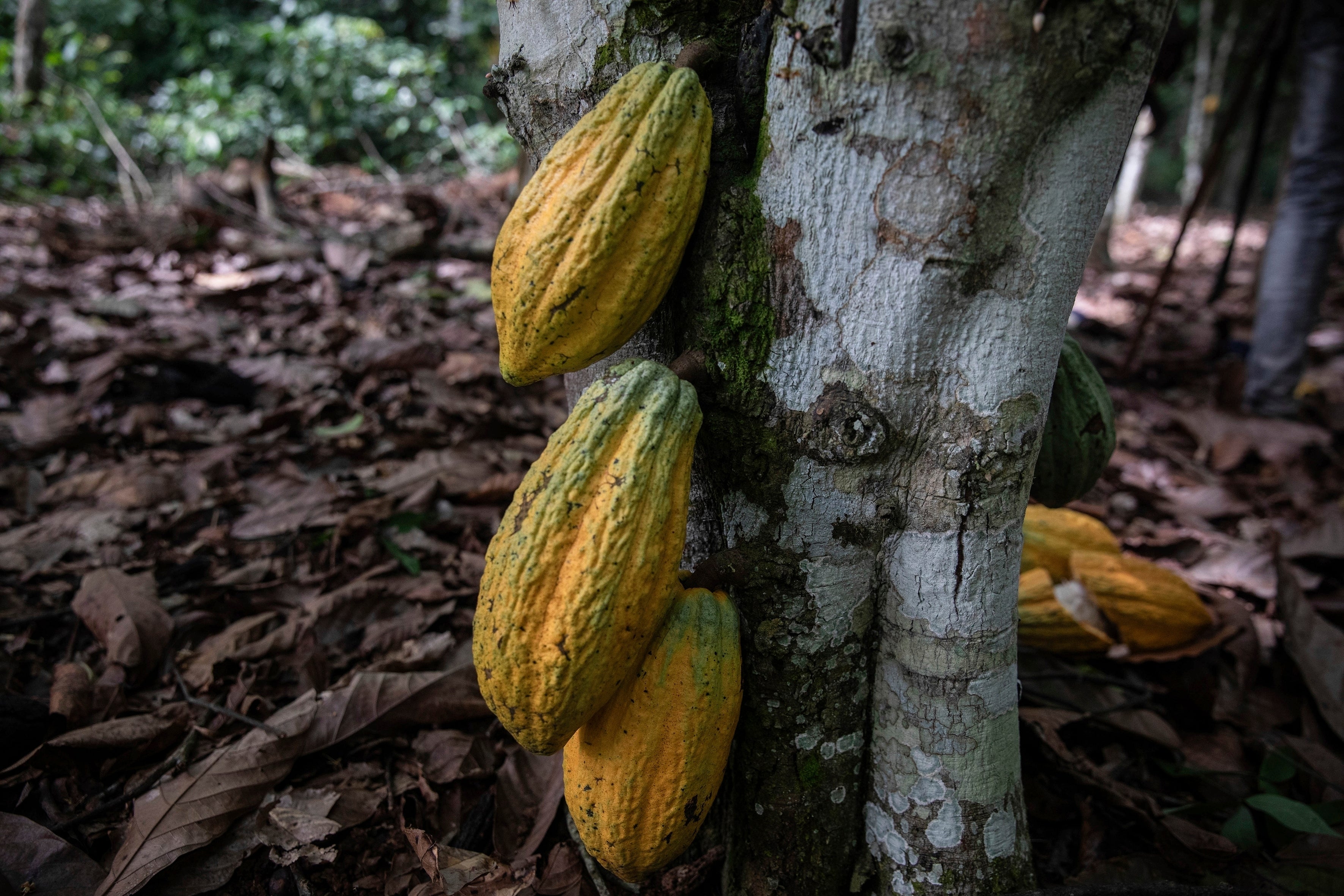 Cocoa pods hang on a tree in Divo, Ivory Coast