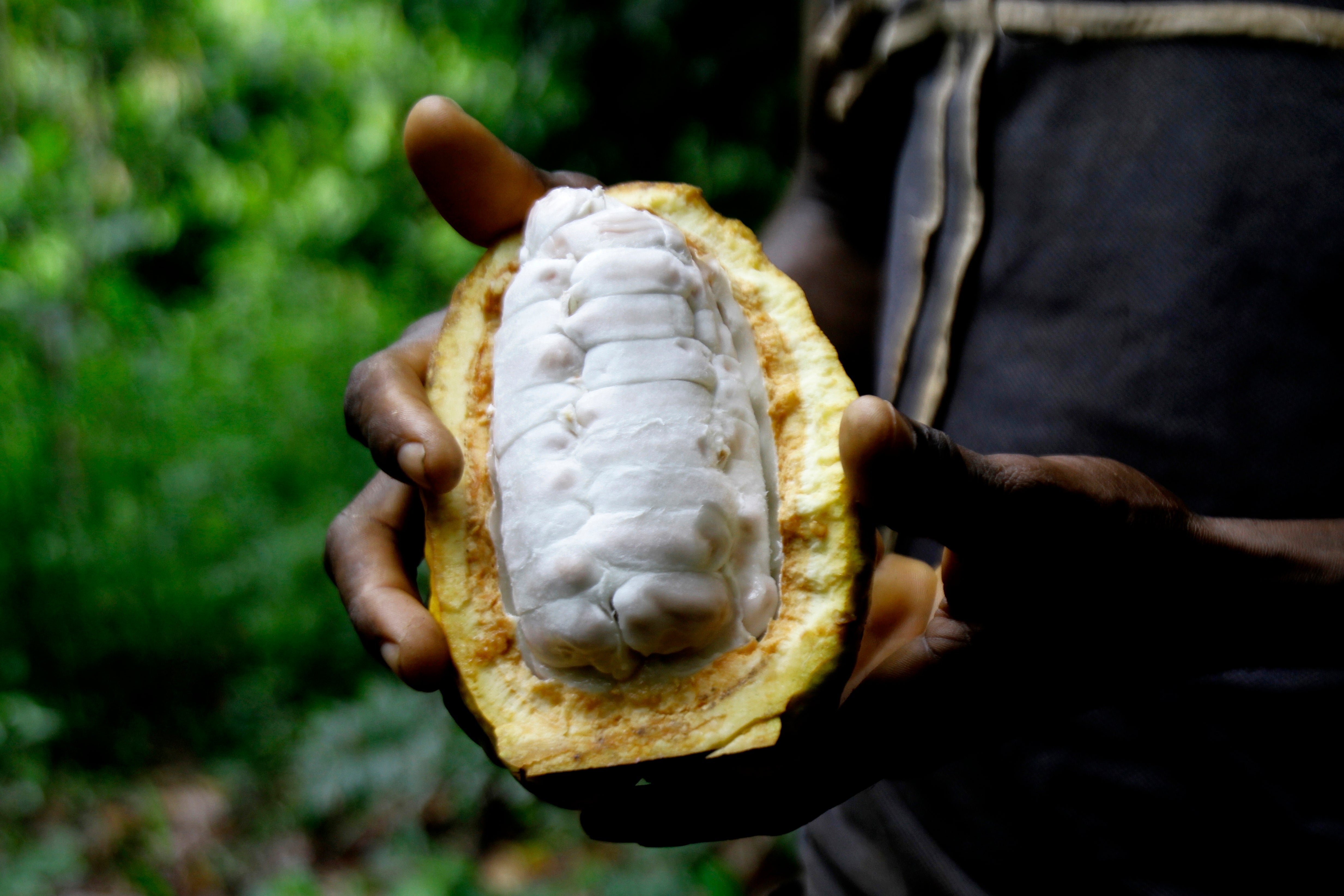 Ivory Coast Cocoa