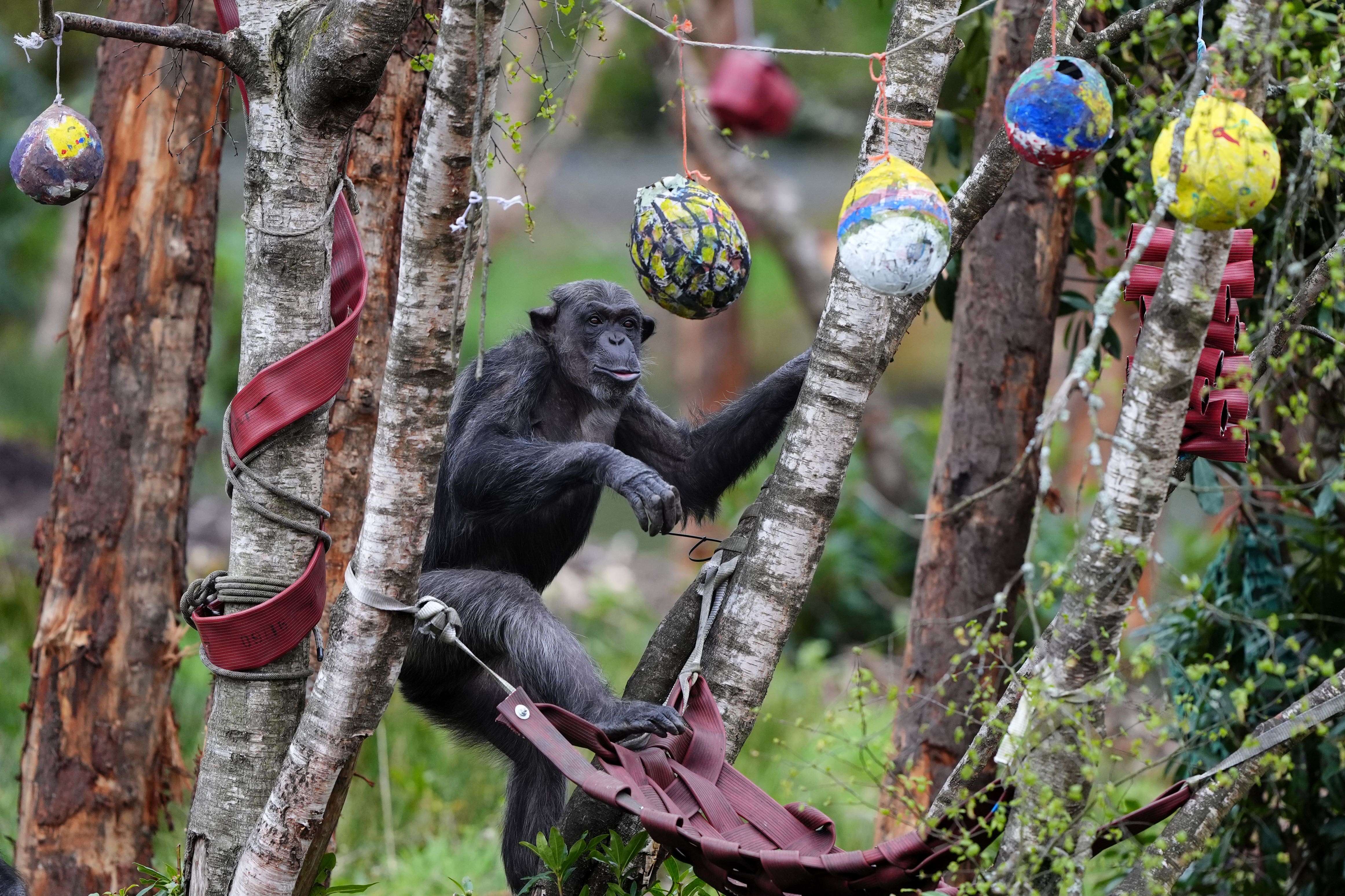 Peter the Chimpanzee with papier-mache Easter eggs filled with healthy treats (Andrew Milligan/PA)