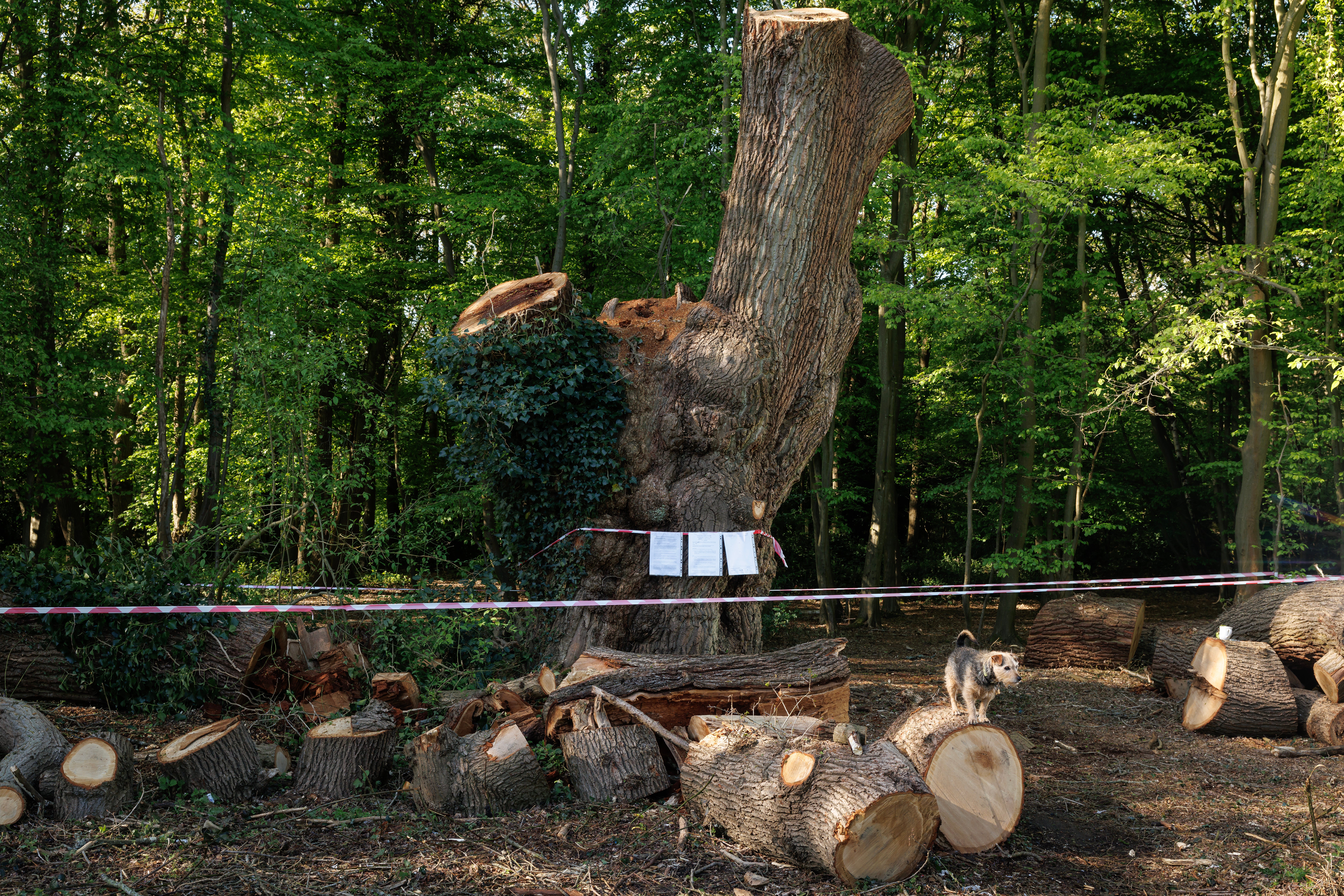 The tree was partially felled without the permission of the council last spring