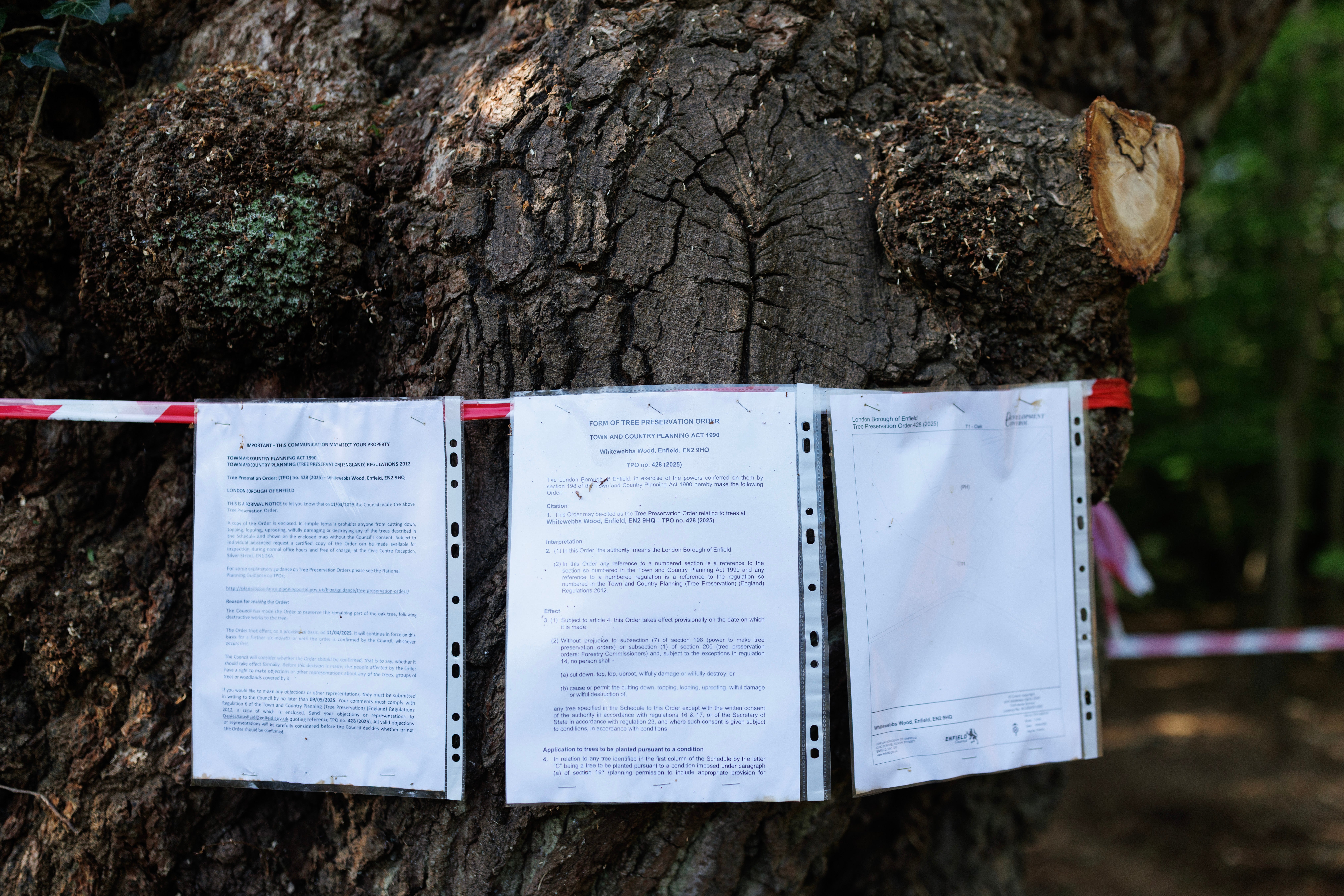 The partial felling of Whitewebbs oak caused mass controversy last year