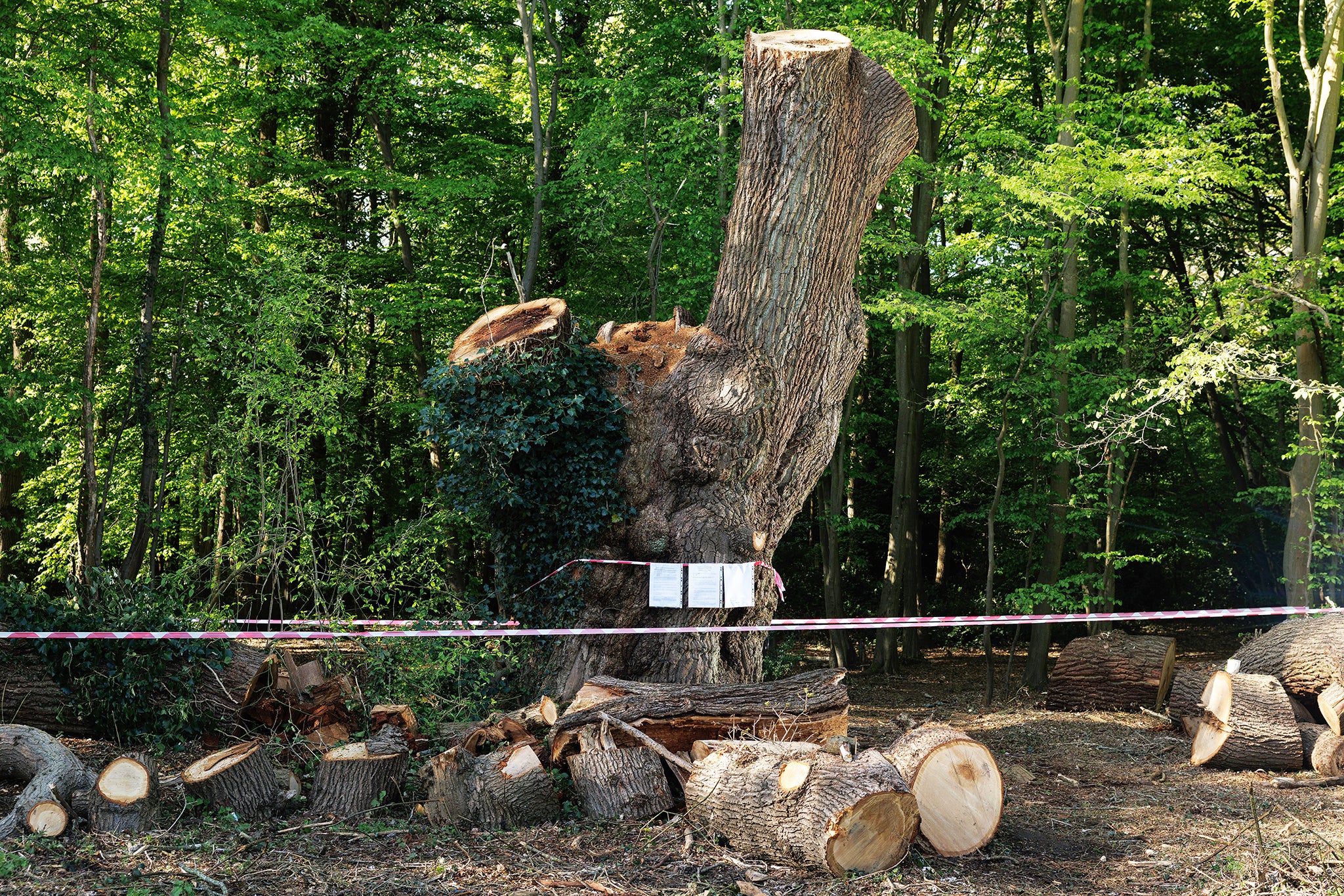 A pedunculate oak, 'Quercus robur', known locally as the 'Guy Fawkes Oak' is cordoned off after being felled on April 17, 2025