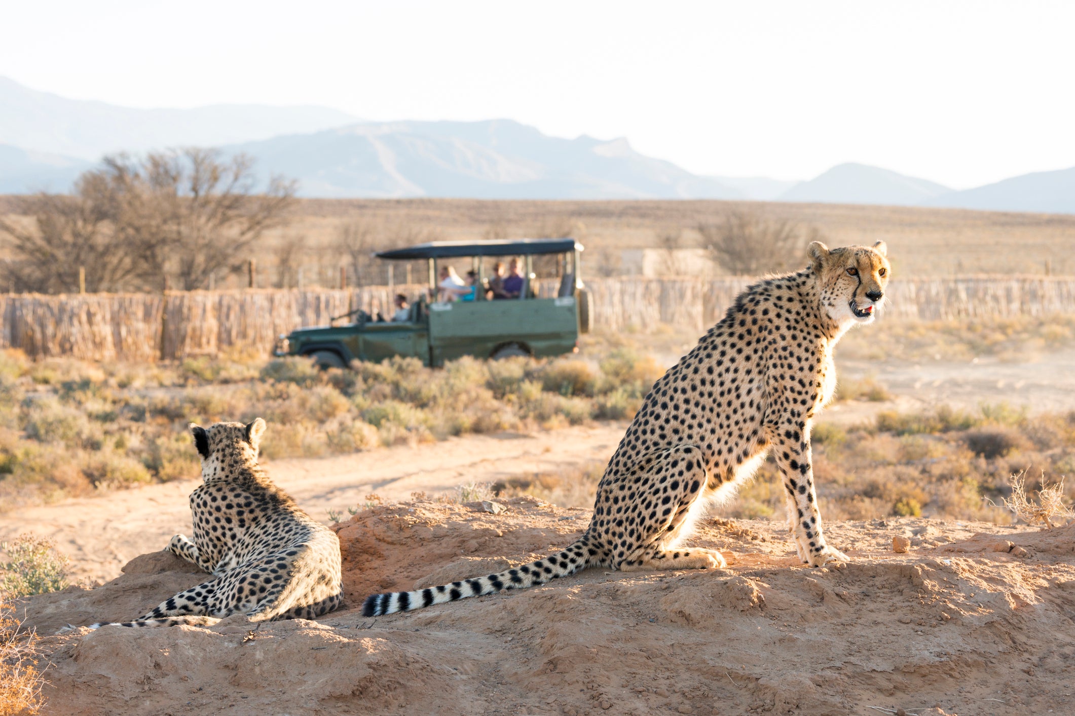 <p>South Africa is a popular spot to see animals in their natural habitats </p>