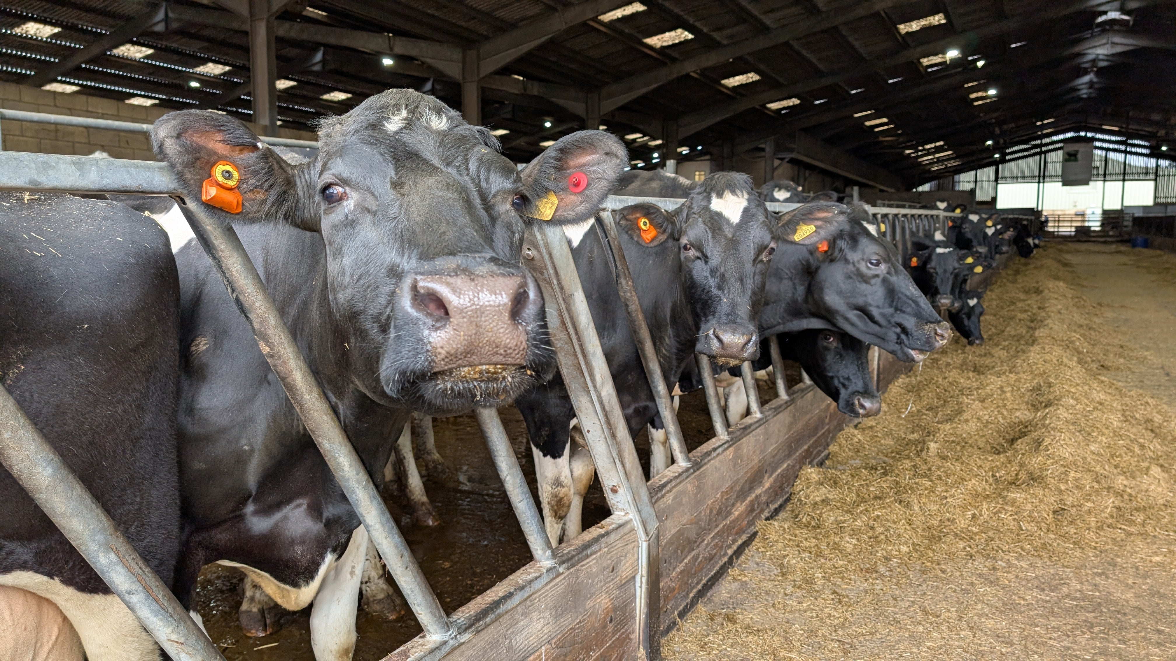 A handful of the hundred-plus herd at Daylesford Organic