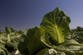 Deadly E. coli outbreak linked to lettuce hit 15 states. The government chose to keep it secret